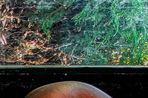 Bush