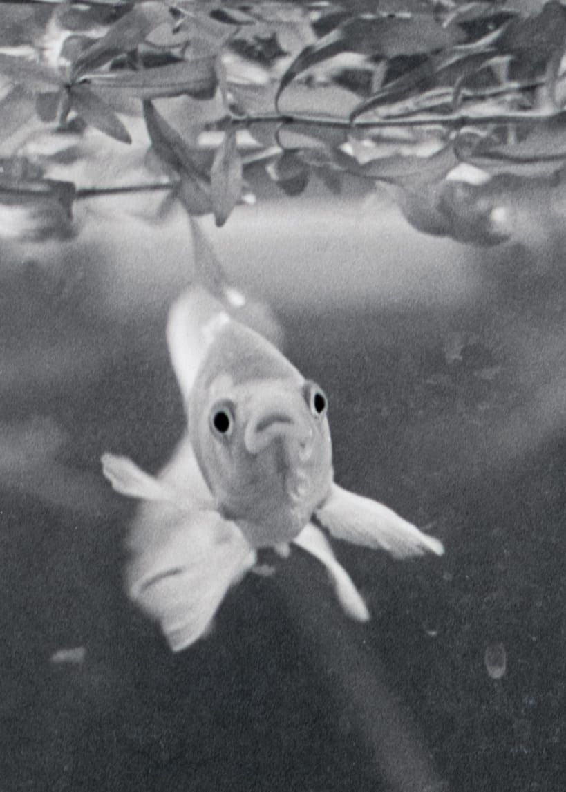 Another SFW Public Newsletter, 6-23-2025