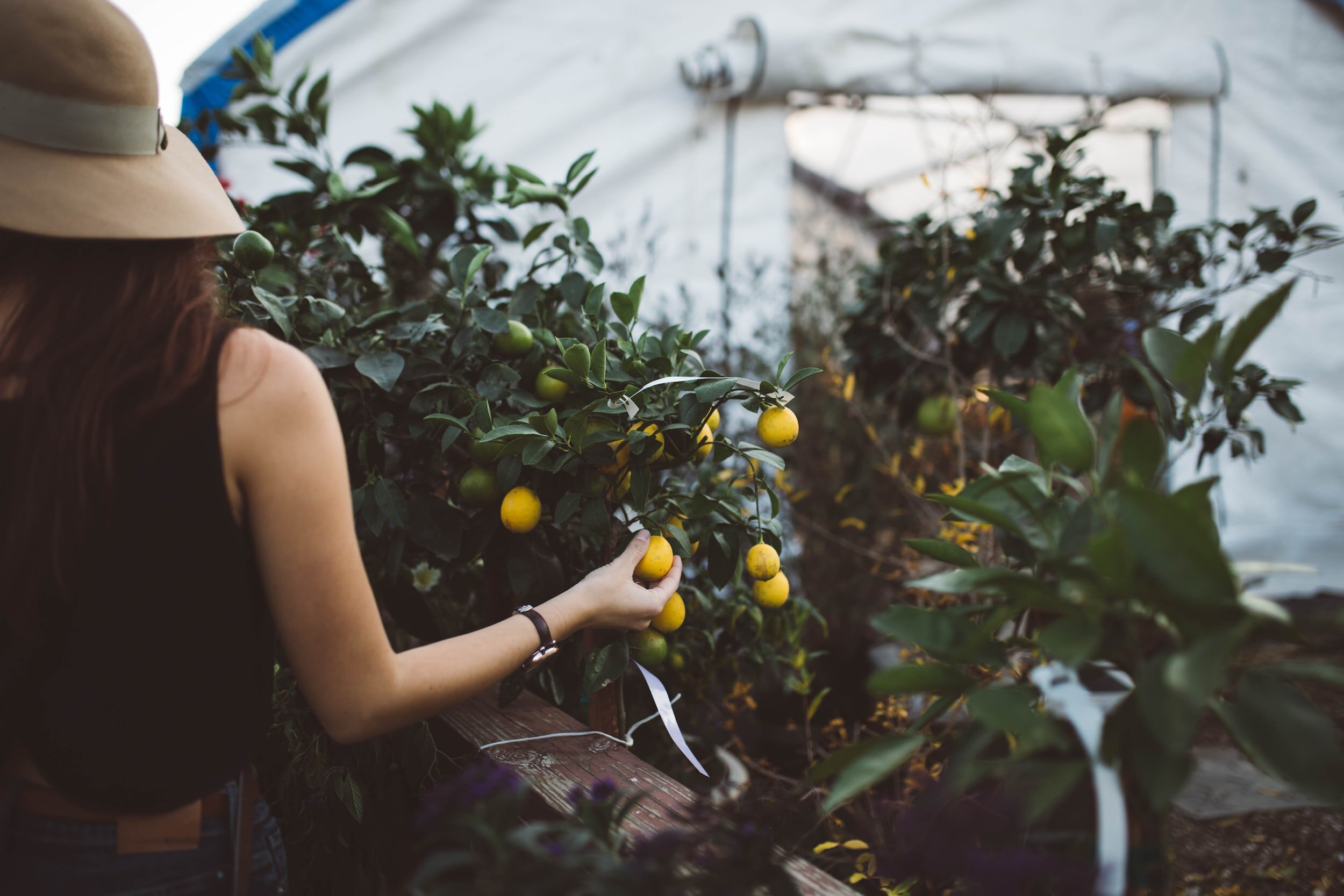A woman gathering lemons from thriving lemon trees.