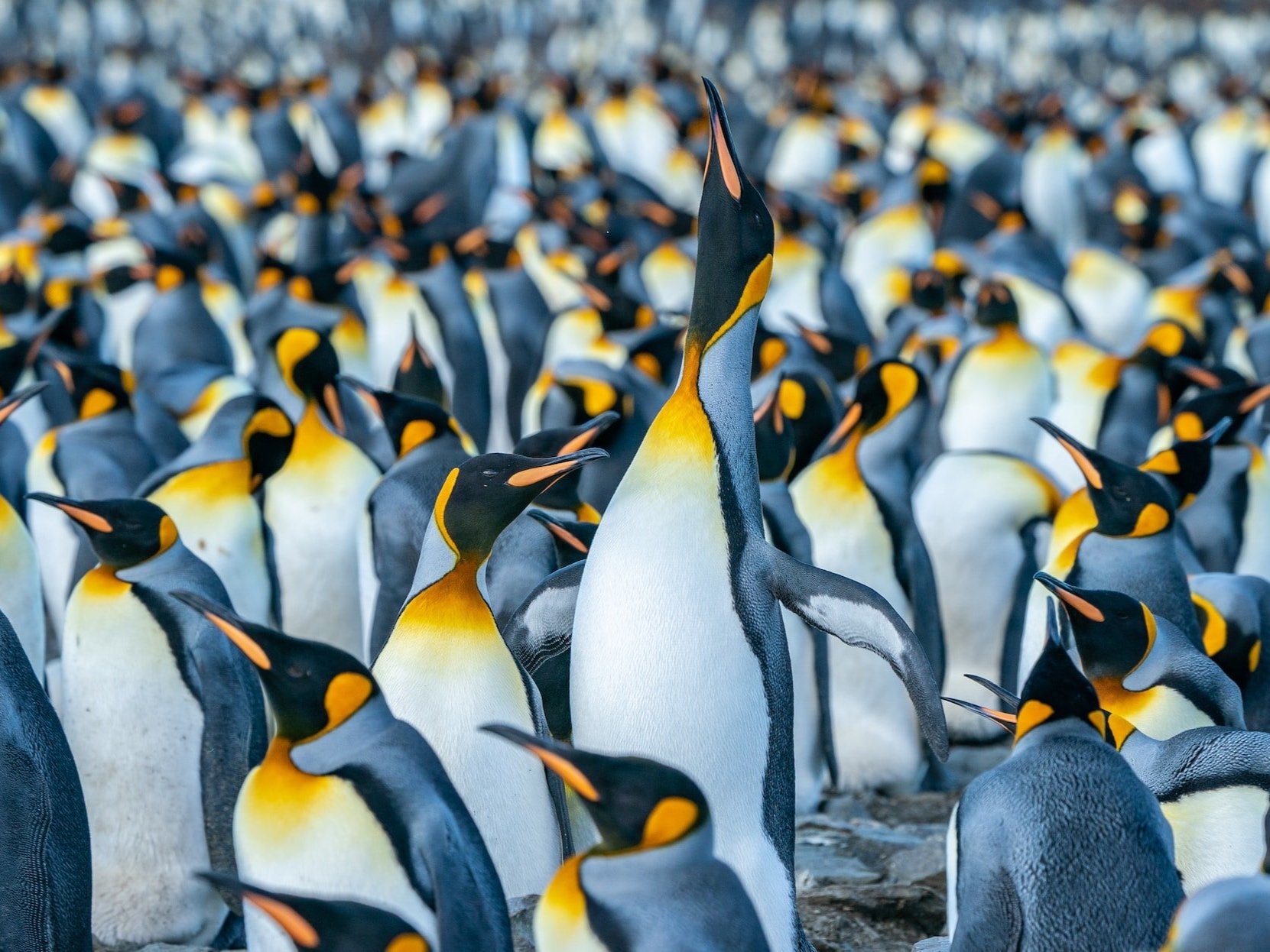 A penguin standing out in a crowd of penguins