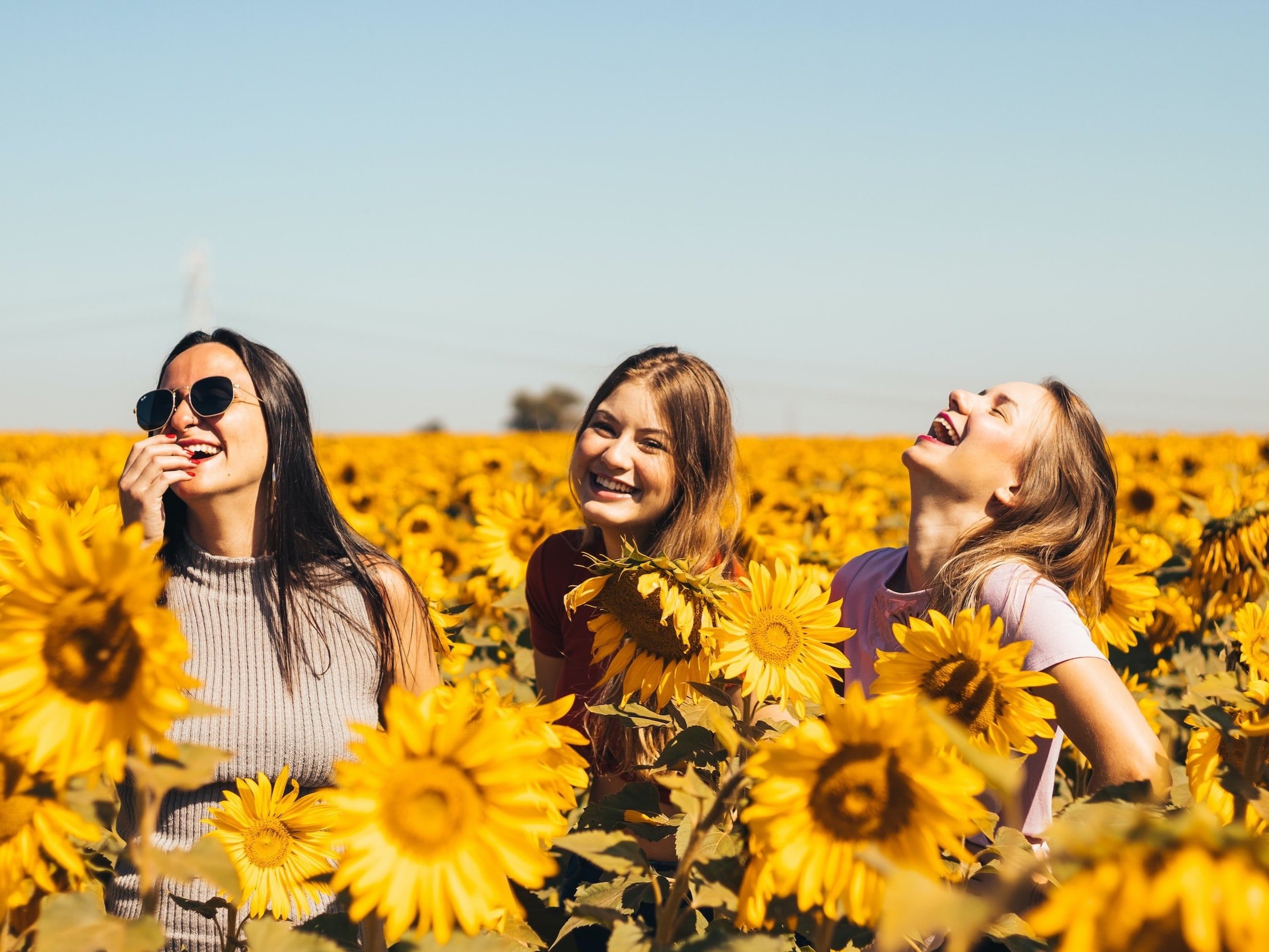 Three friends laugh and joke in a sunflower field.