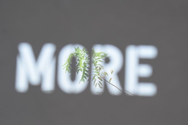 The word "MORE" projected on a wall, partially obscured by a hanging plant's shadow.