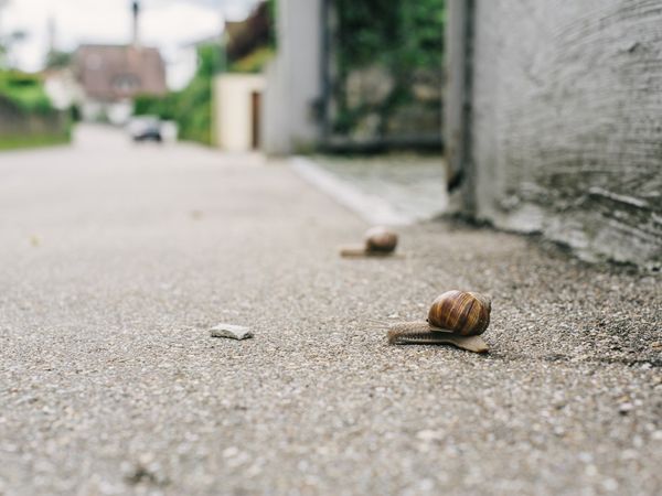 A snail slowly crawls across a gravel path, leaving a trail, with litter scattered around and buildings in the background.