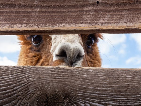 A furry brown alpaca pokes its head out curiously between weathered wooden planks against a bright blue sky backdrop.