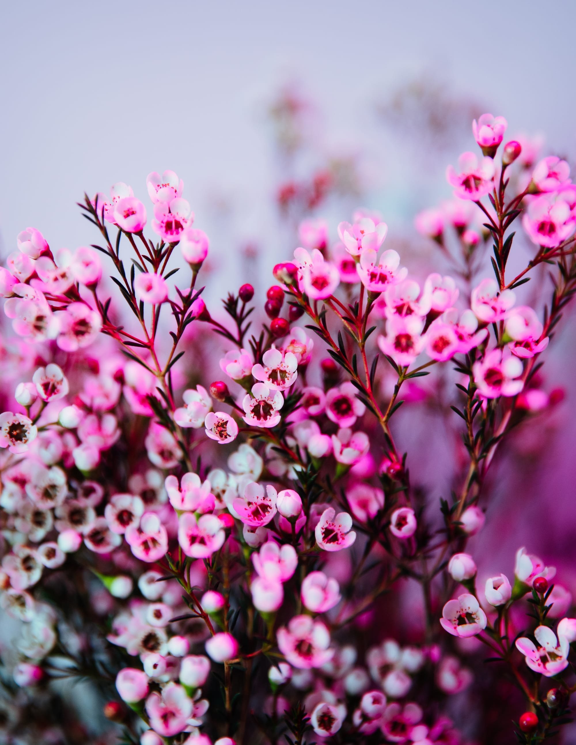 Winter Flowers