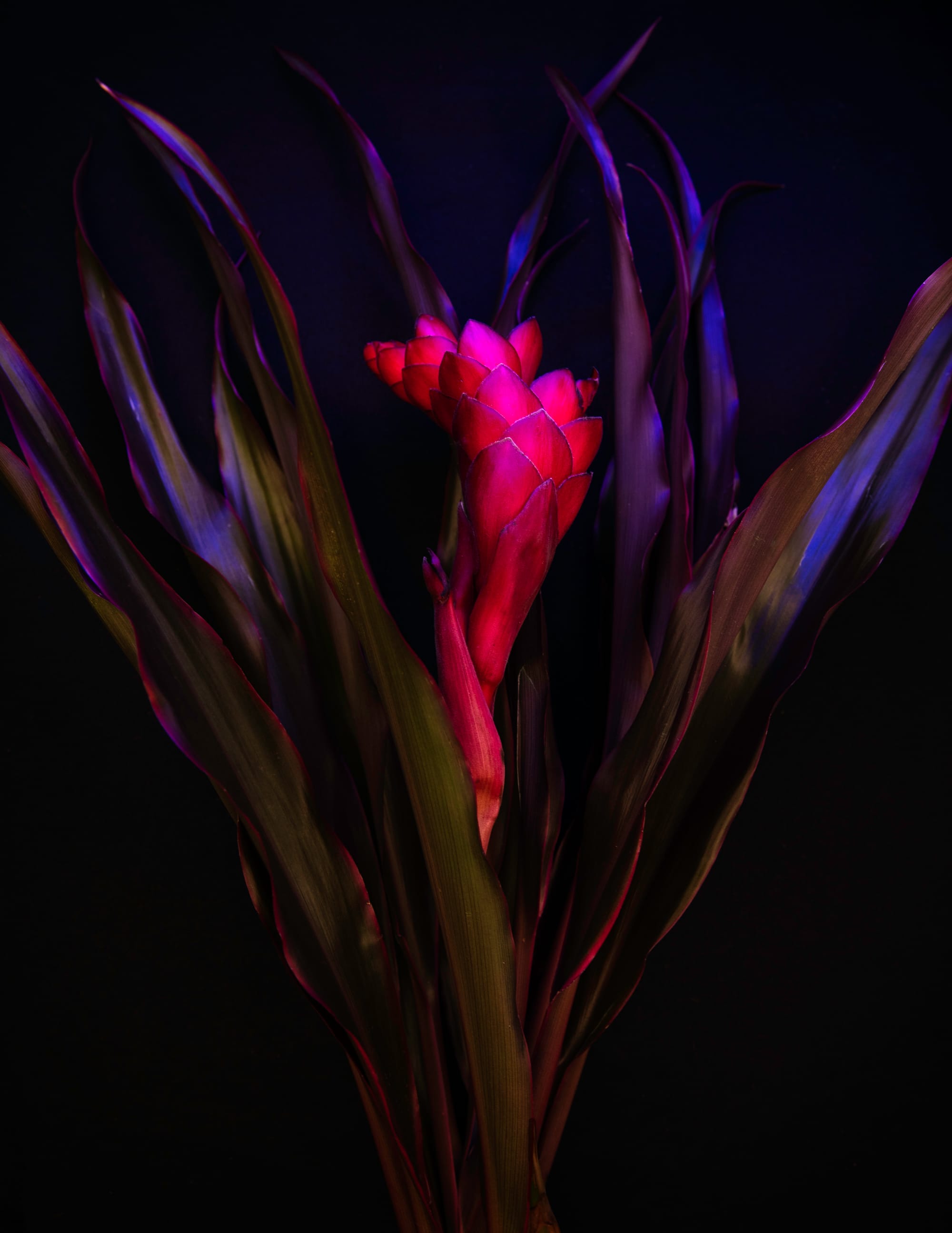 Tropical Night
