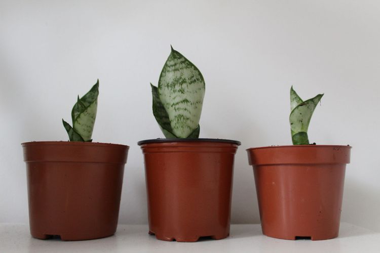 Propagating Houseplants 101: Multiply Your Green Babies Like a Pro!