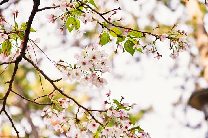 葉桜...20240414