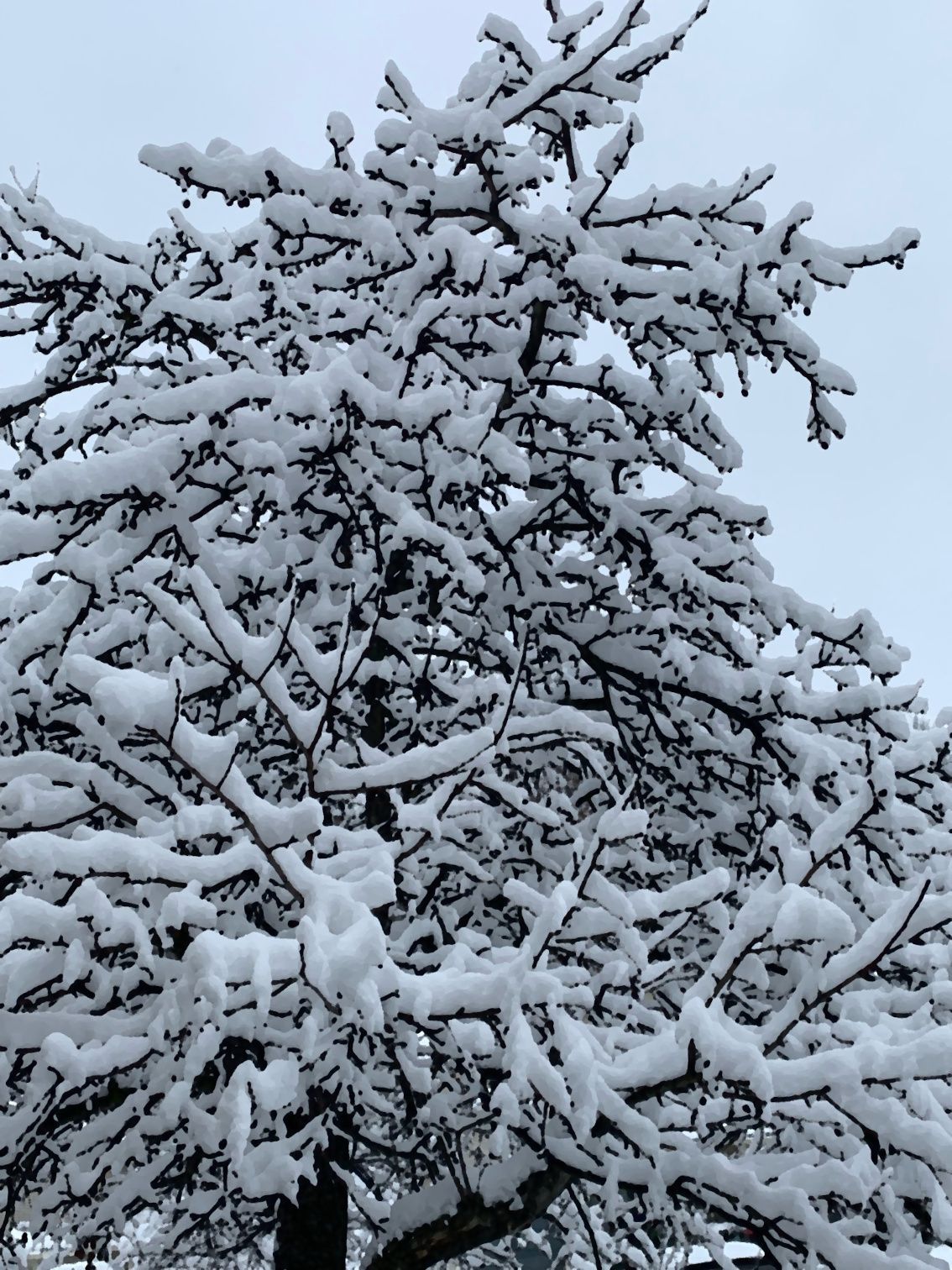 First Snow