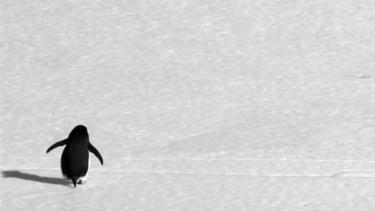 Hiçbirimiz nihilist penguen değiliz