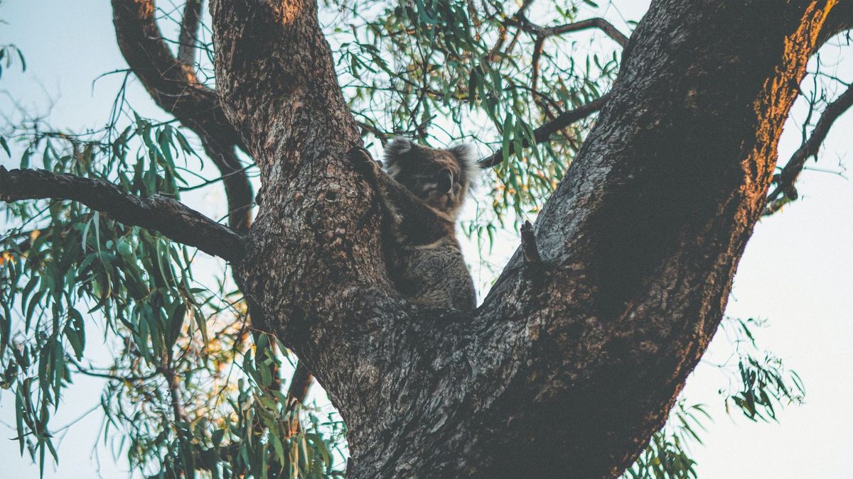 Tembellik Hakkı. Koala.