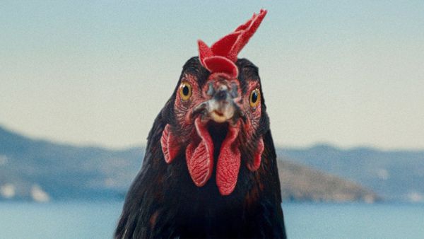 Dünyaya bir tavuğun gözünden bakmak