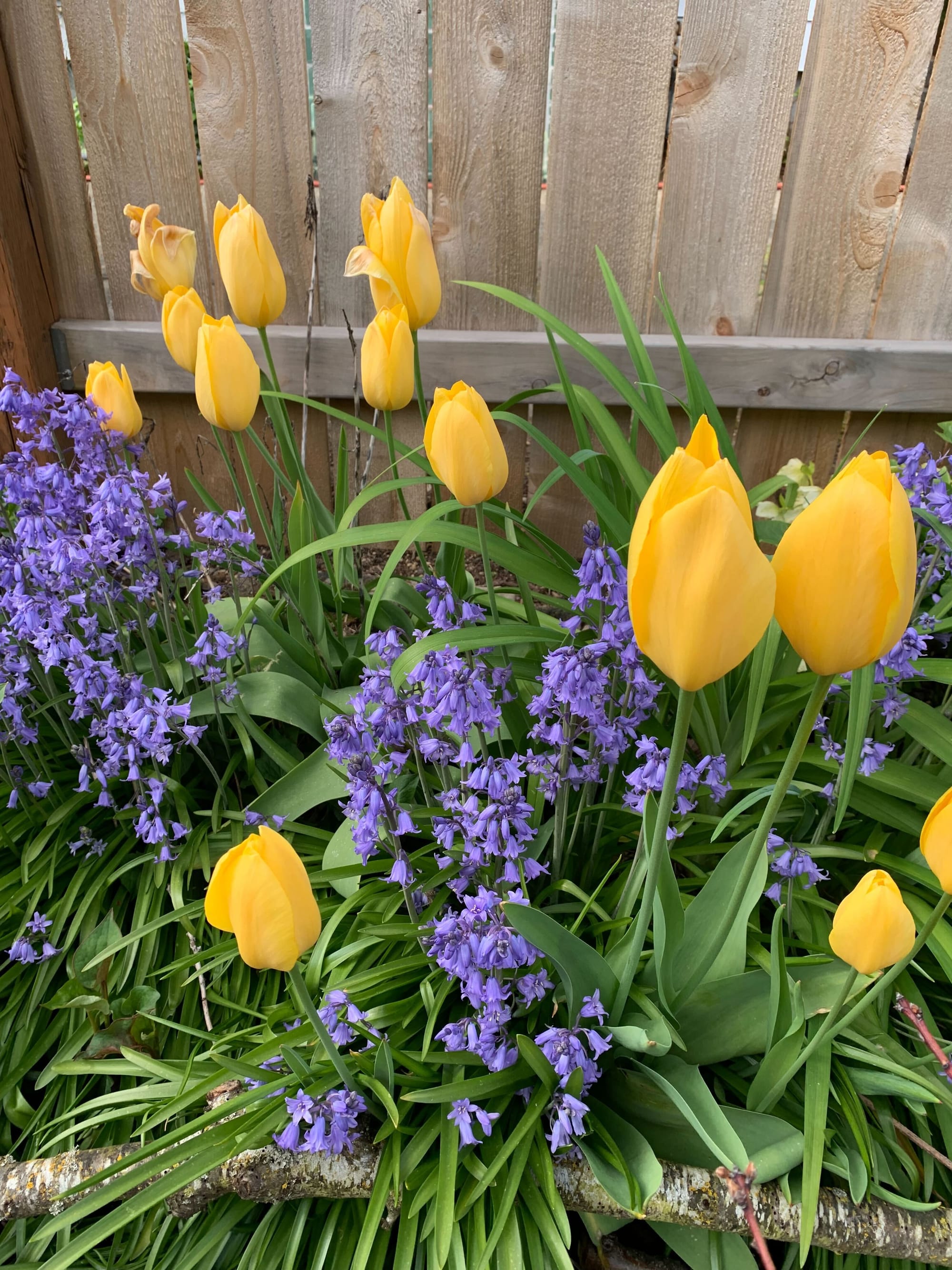 Yellow tulips and purple bluebells along with green leaves and fronds in front of a light wooden fence.