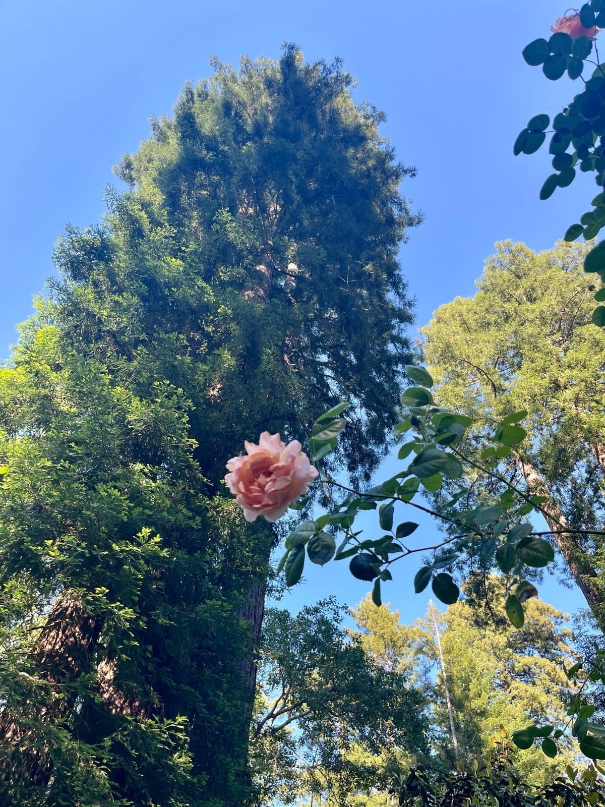 A tall green tree against a blue sky, in the foreground a pink rose blooms, hanging off of a branch that comes in from the right side.