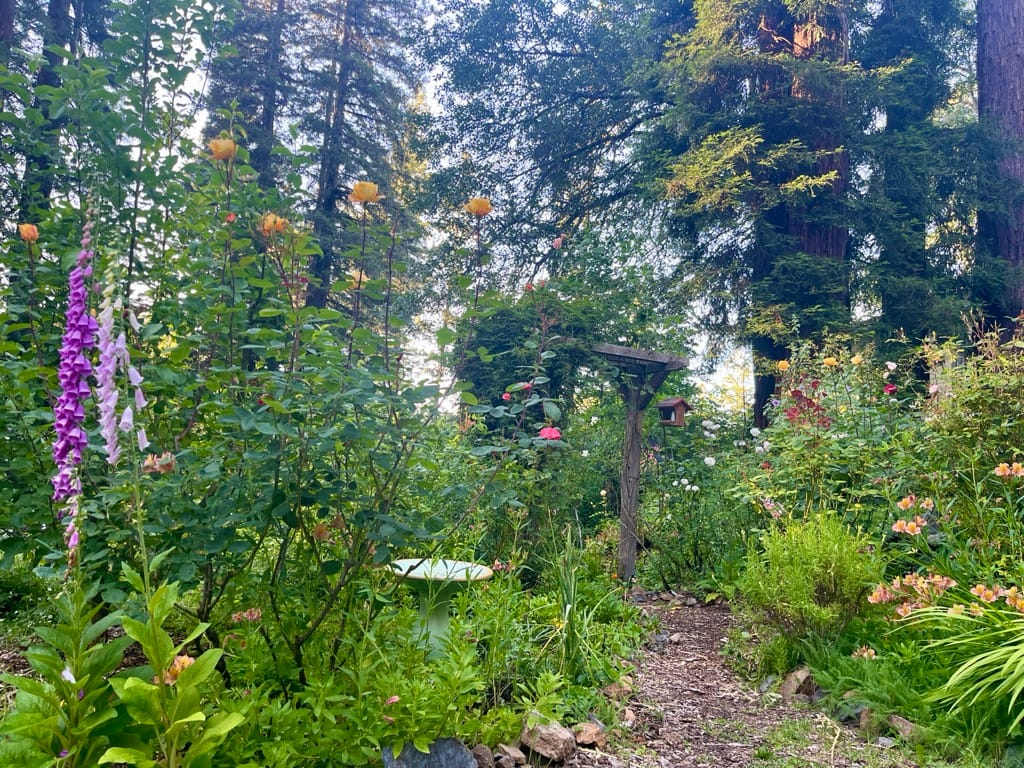 A luscious green garden, purple foxglove on the left side, yellow-orange roses bloom on tall branches, a small wooden arch in the middle along an overgrown path, orange and white blooms on the right side of the frame, and tall redwood trees stand throughout the background.
