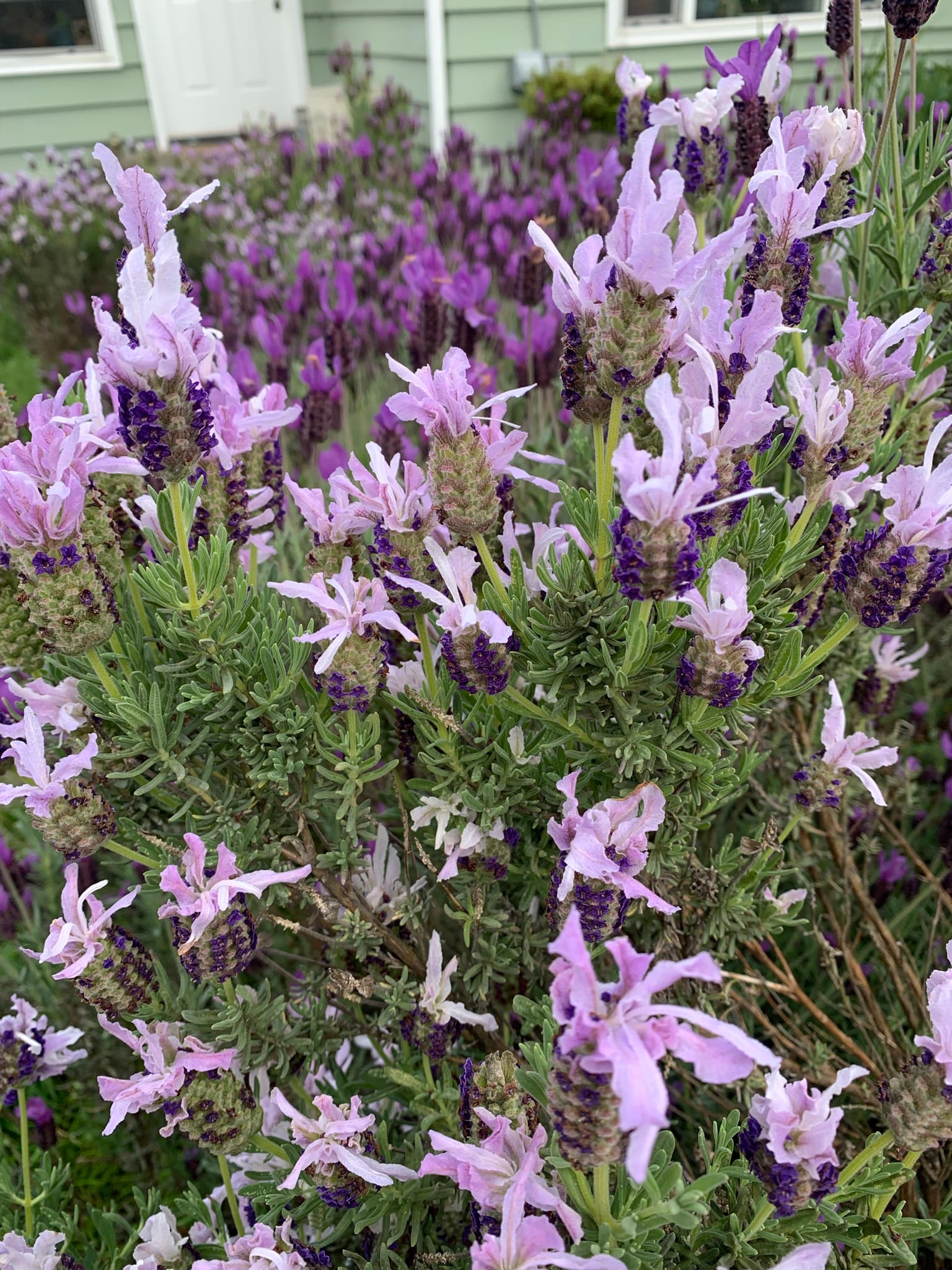 A photo of dozens of blooming lavender plants, all pink and purple.