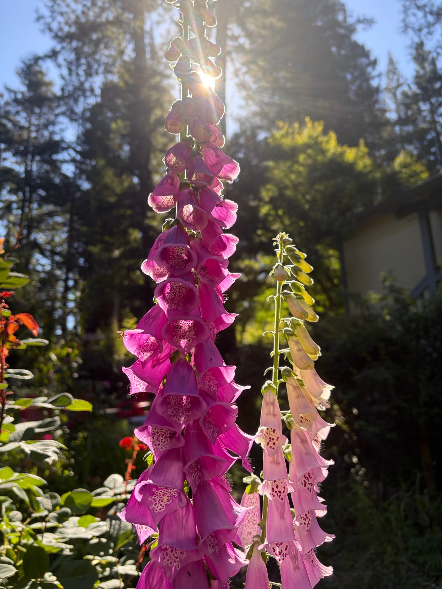 A column of sun-dappled foxglove, all pink and purple.