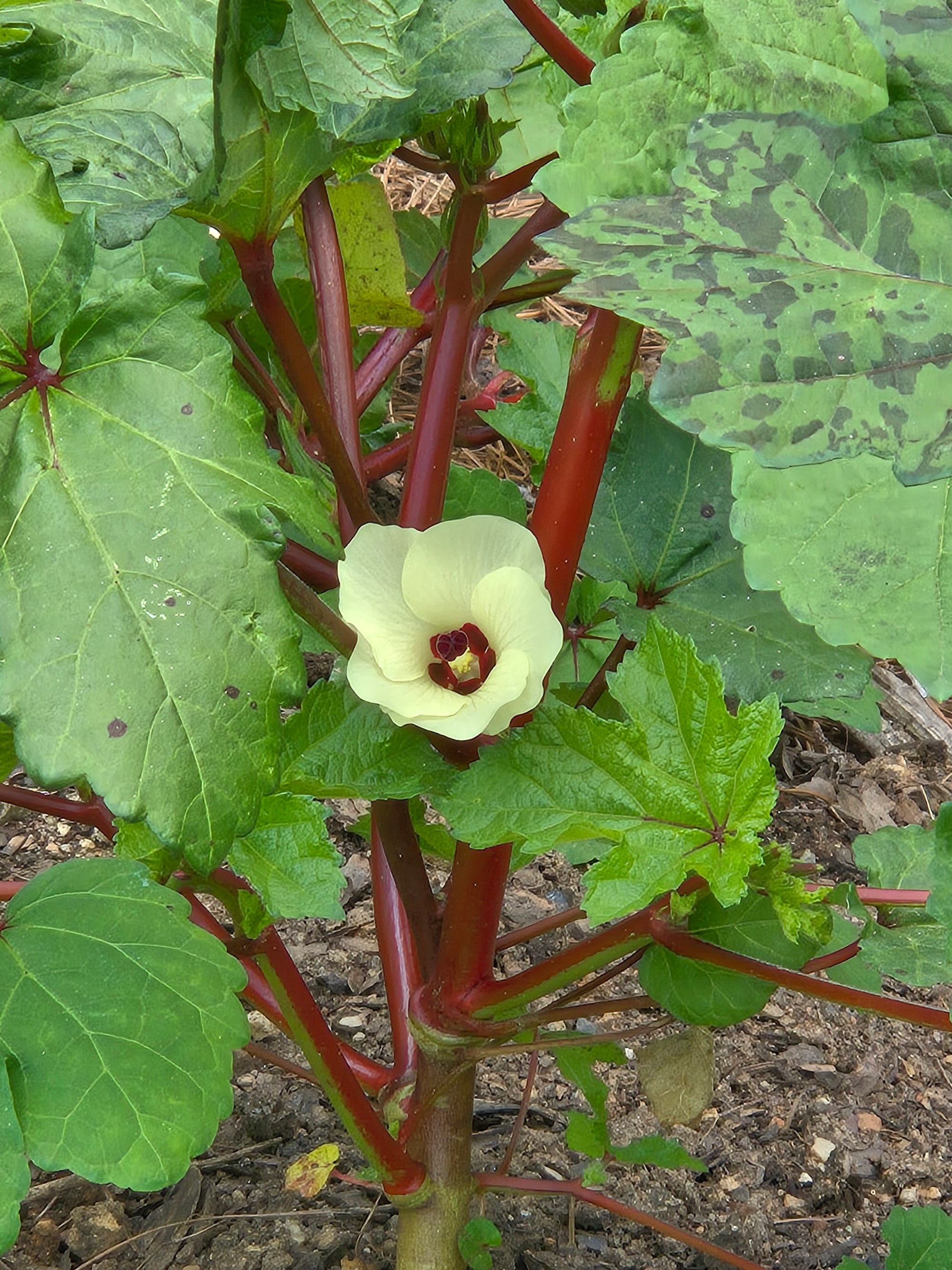 Photo of an okra plant with a single bloom sporting butter-yellow flower petals and a deep burgundy center The plant's stems and veins are maroon.The bloom is framed by vibrant greenery.