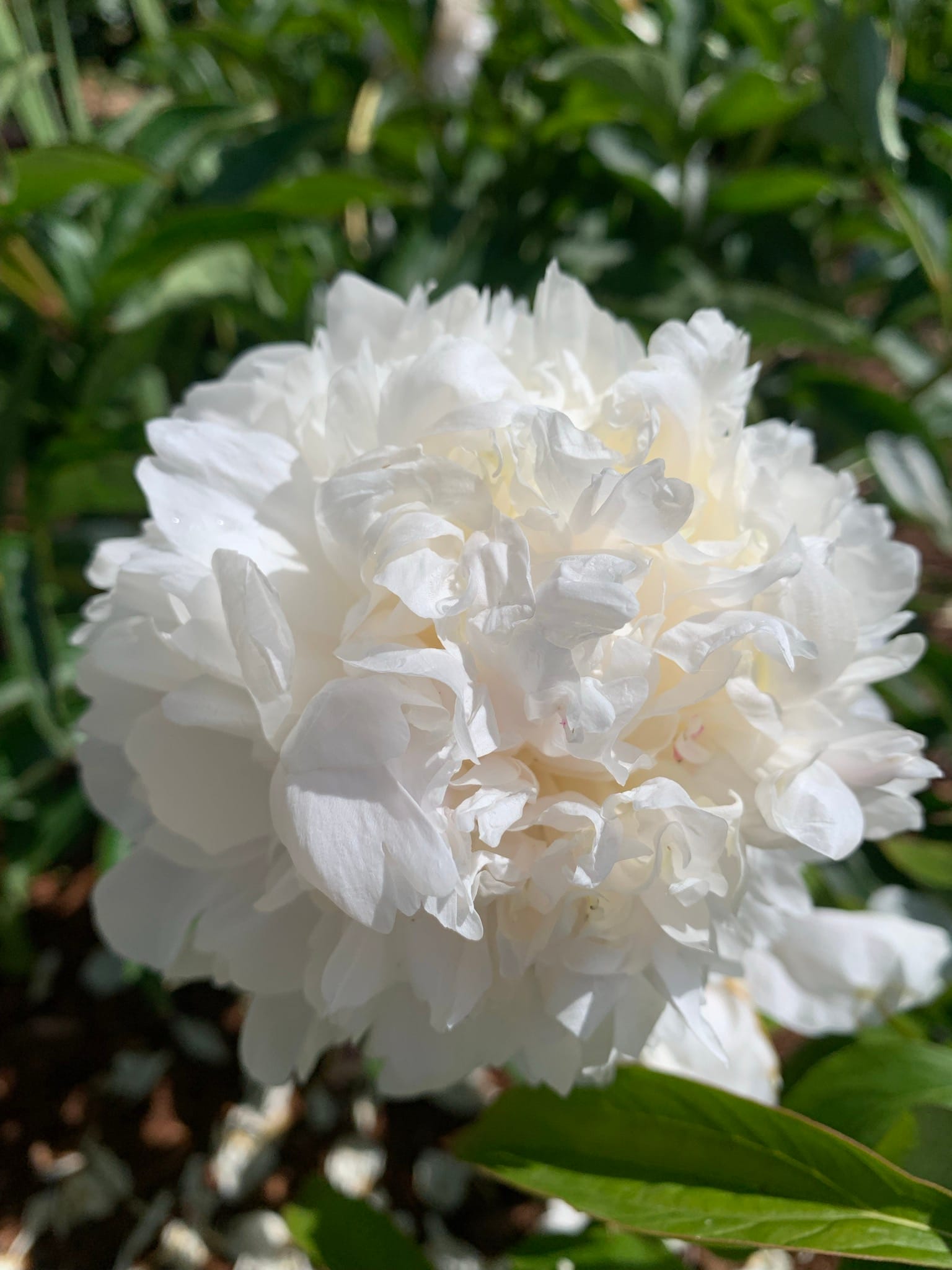 A white frilly peony flower takes up most of the frame, with green leaves in the back.