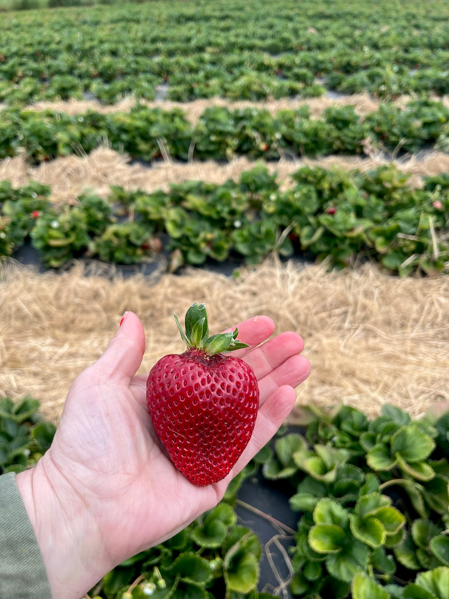 a hand in the foreground holds a large red strawberry, in the background, strawberry fields.