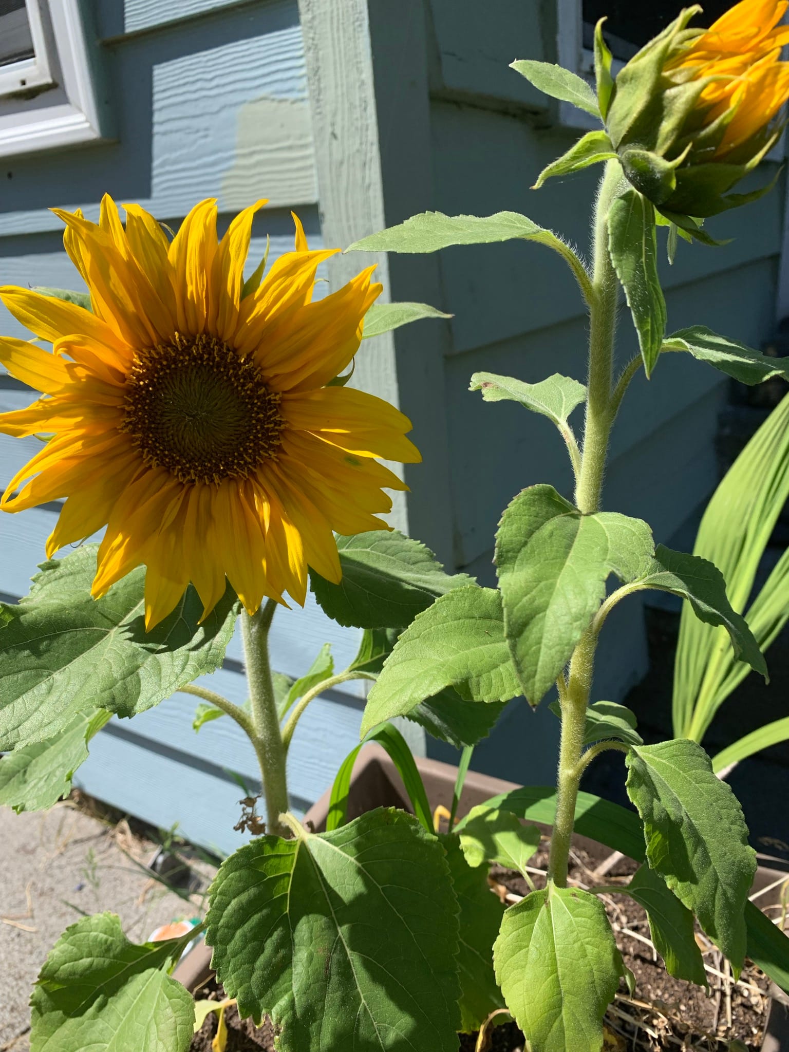 A pair of yellow sunflowers in front of a light blue house.