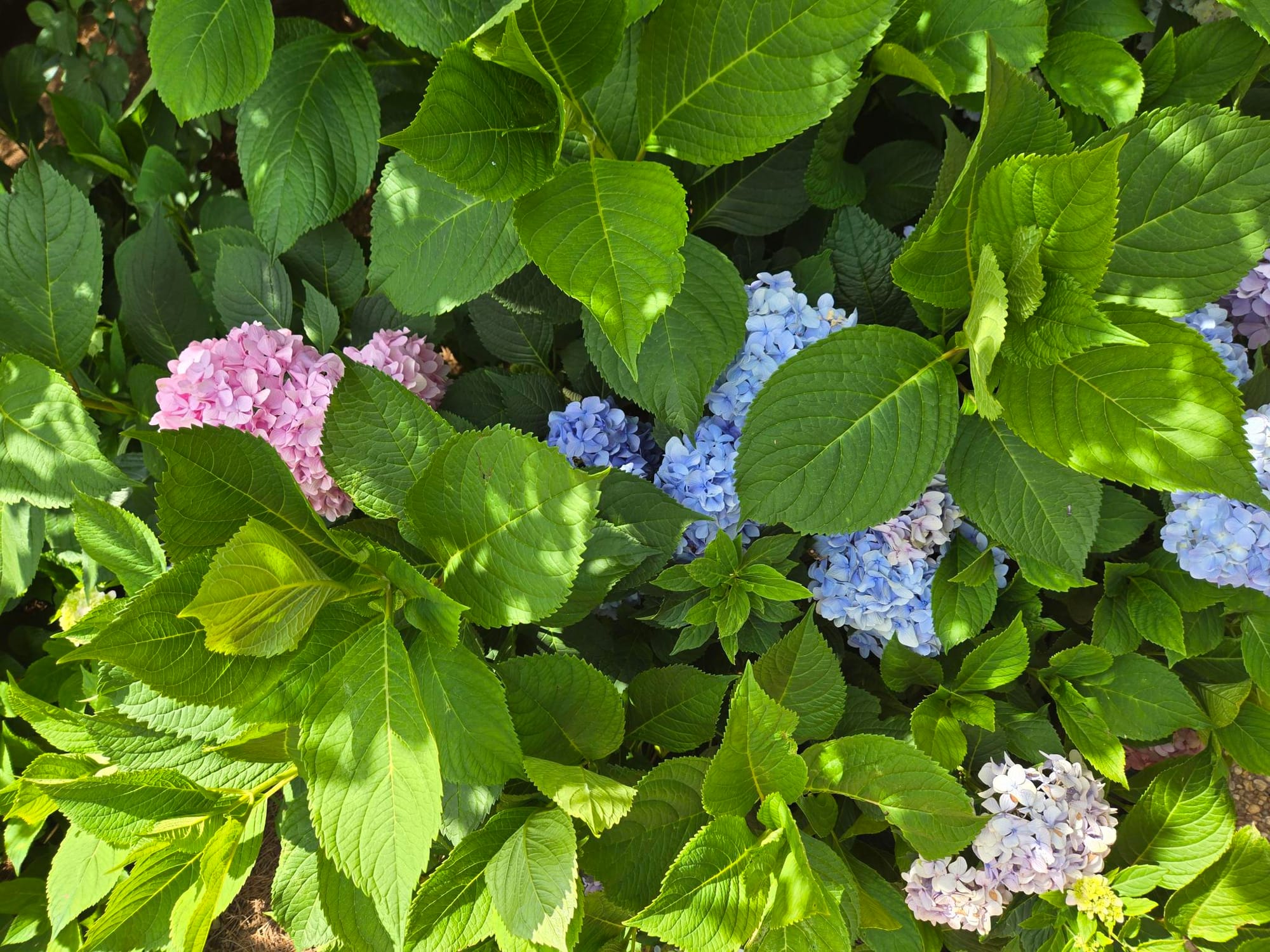 bright green leaves fill the frame with bursts of pink, blue, and purple flower petals peeking out. 