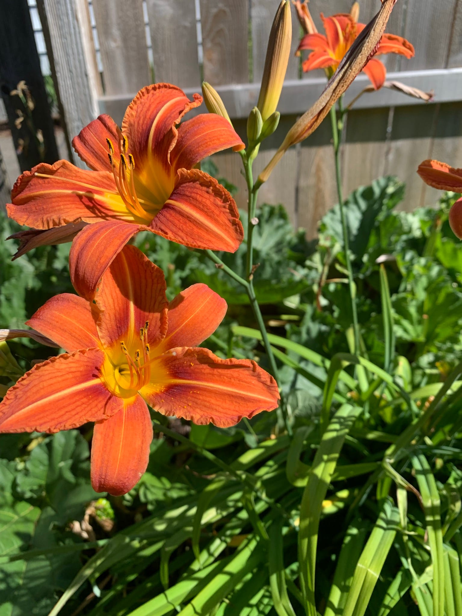 Photo of vibrant orange lilies with a wooden fence in the background. The blooming flowers have deep red and yellow centers, and several unopened flower buds peek out of the greenery.