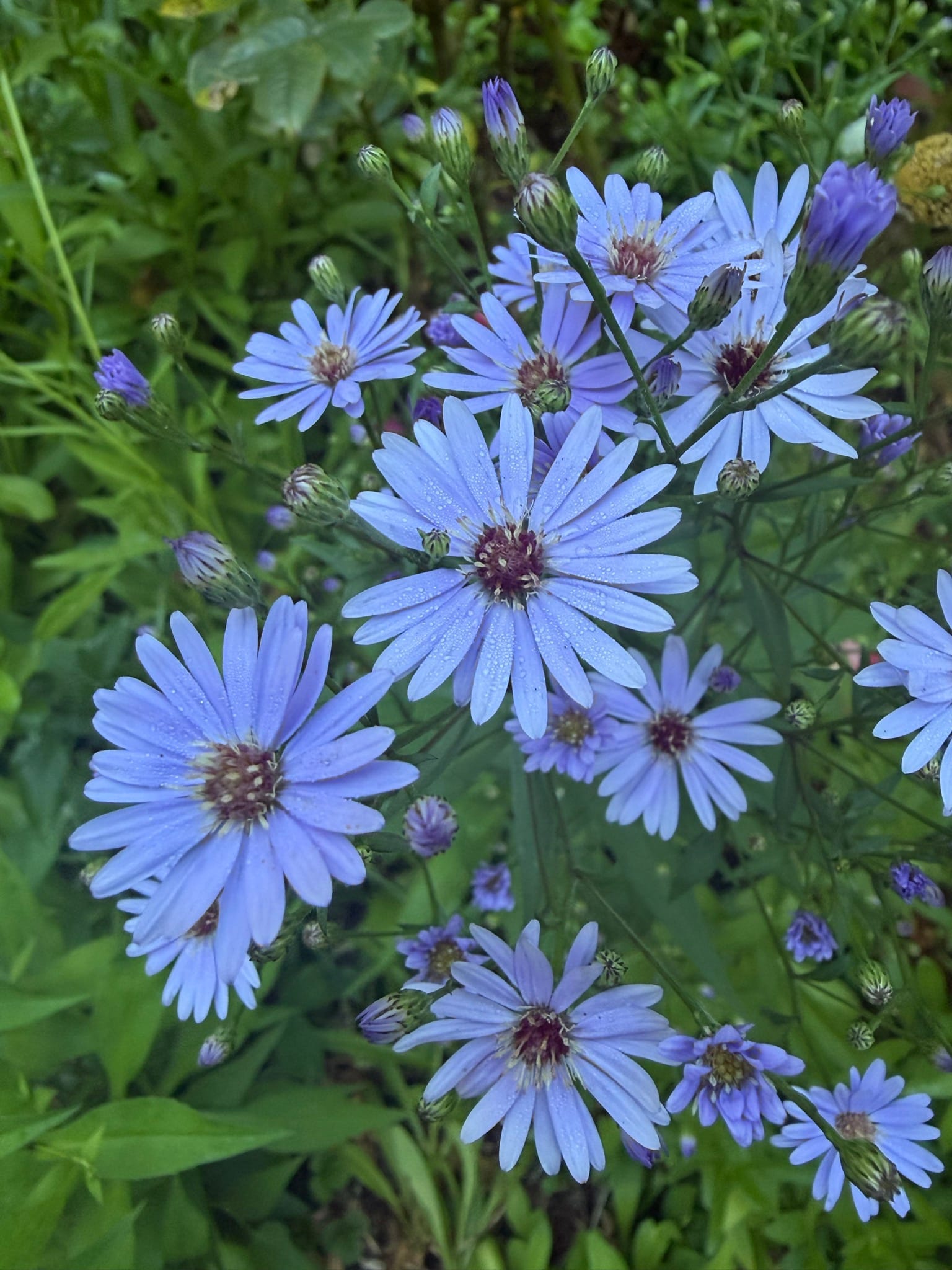 Photo of a cluster of blue-purple asters in bloom, with unopened buds and greenery frame the main flowers.