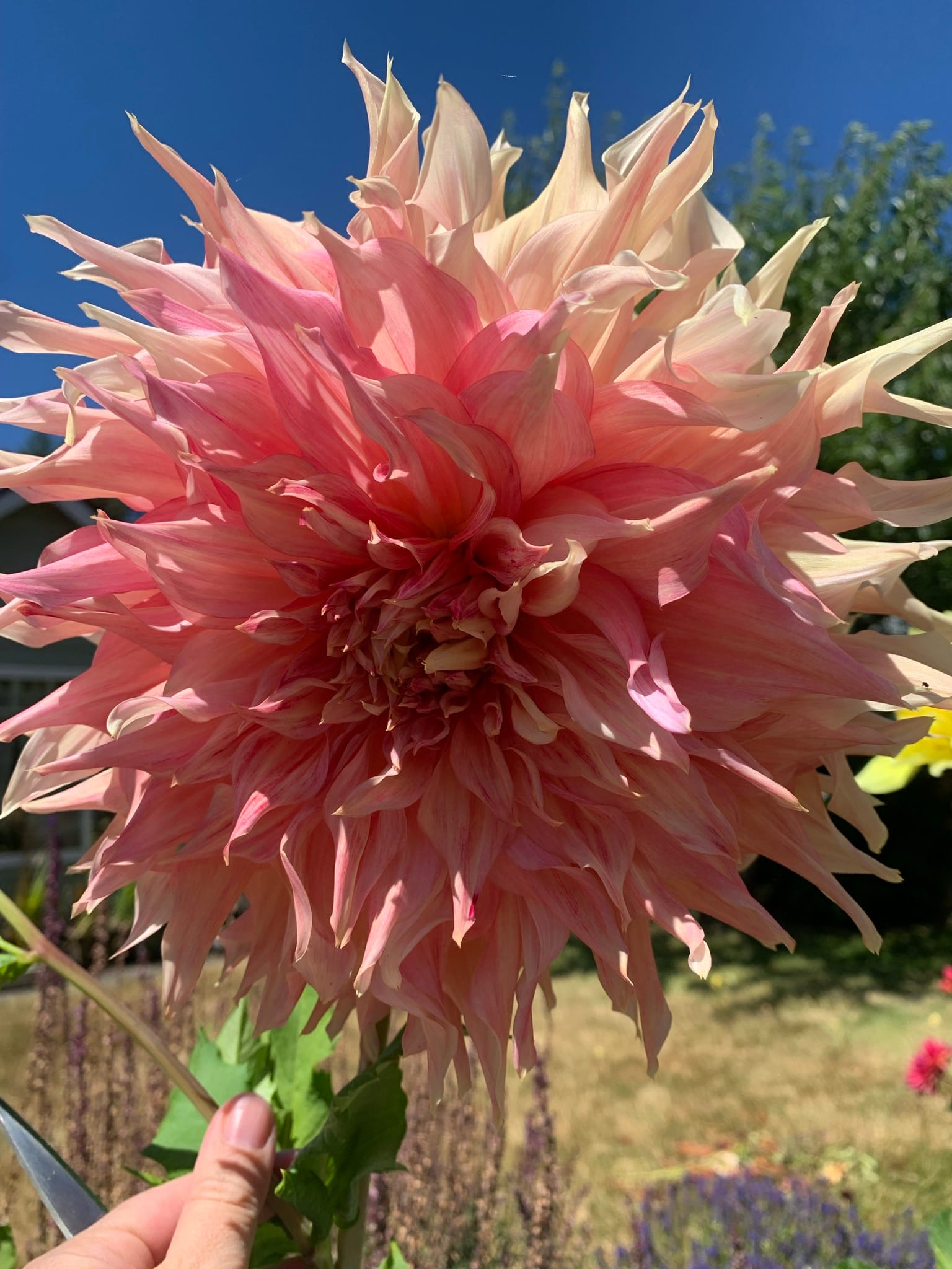 A close-up photo of a large salmon-pink, apricot and coral dahlia blossom.