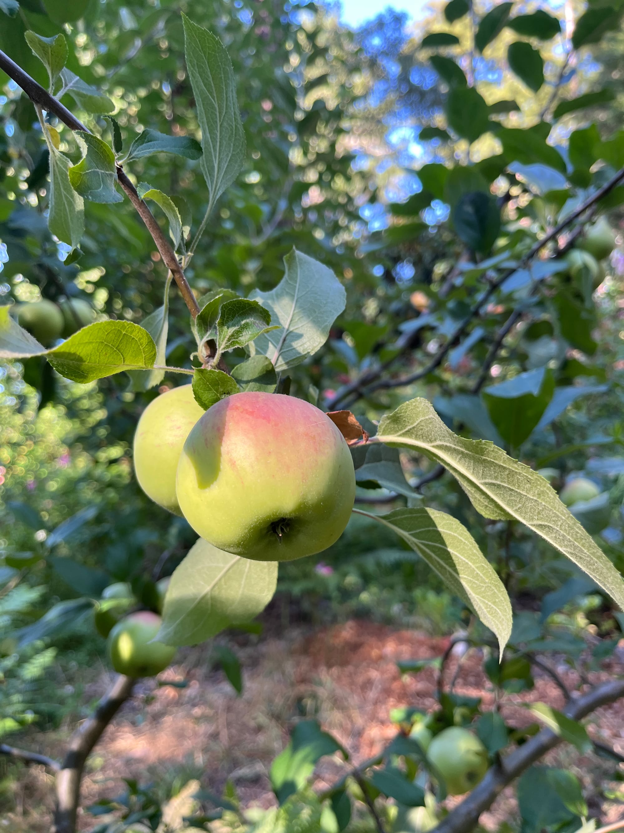 Two green apples with rosy blush accents on the top fill the center of the image, surrounded by a background of smaller apples and light green tree leaves