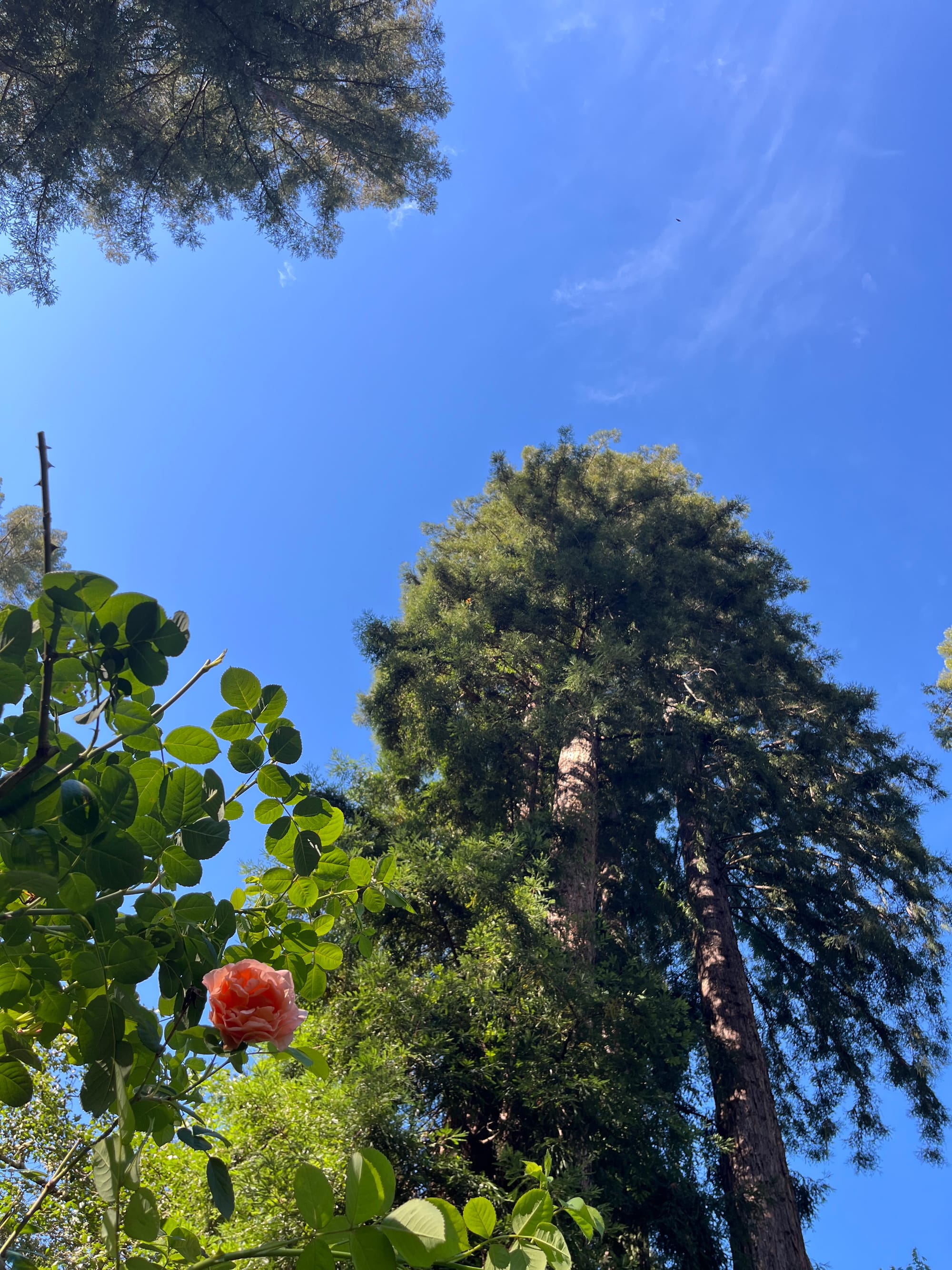 image of a pink flower sufrrounded by green leaves in the foreground, tall redwood against a brilliant blue sky in the background