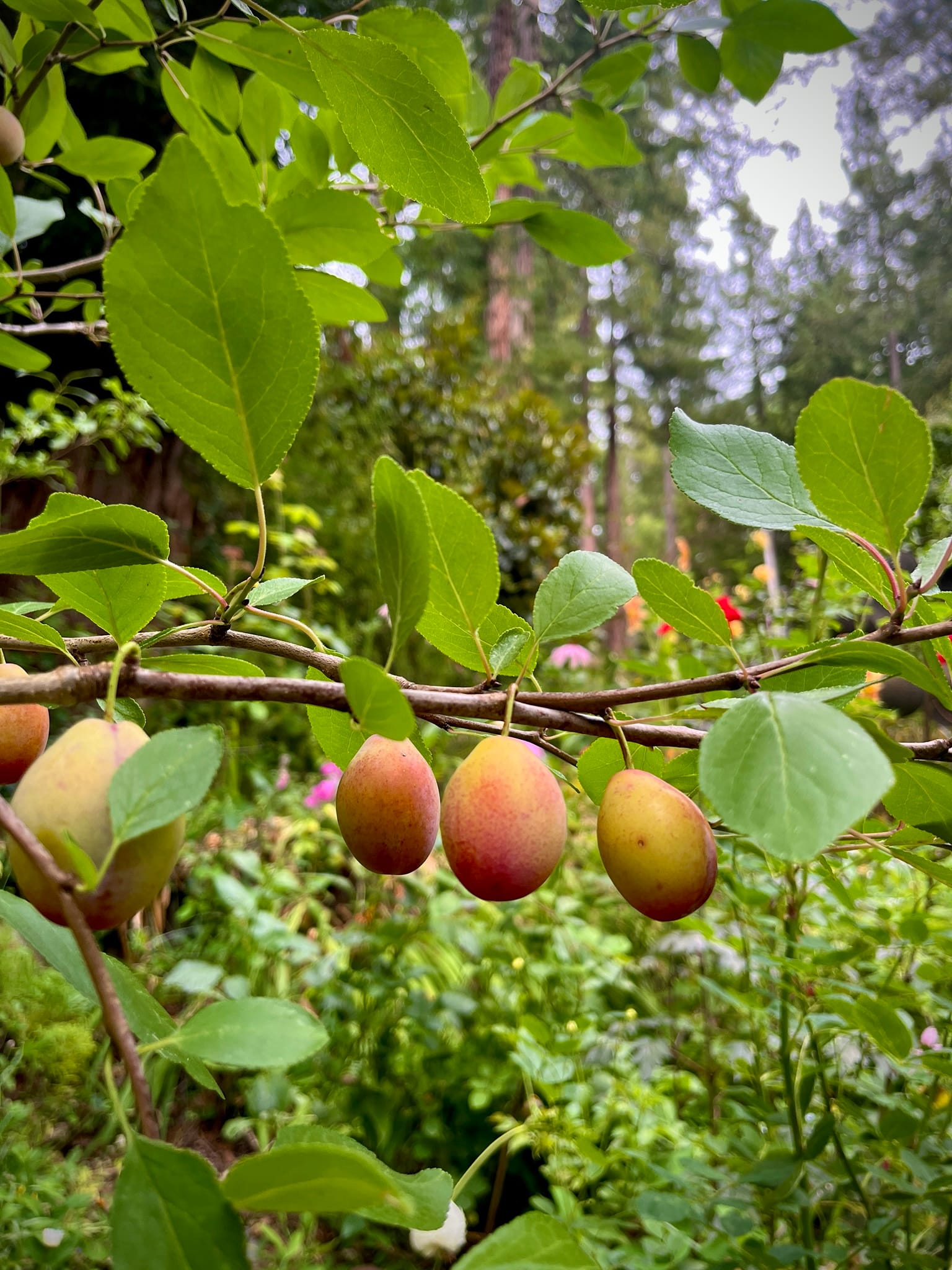 A close-up photo of three yellow-red European prune plums on a horizontal branch surrounded by green leaves everywhere.