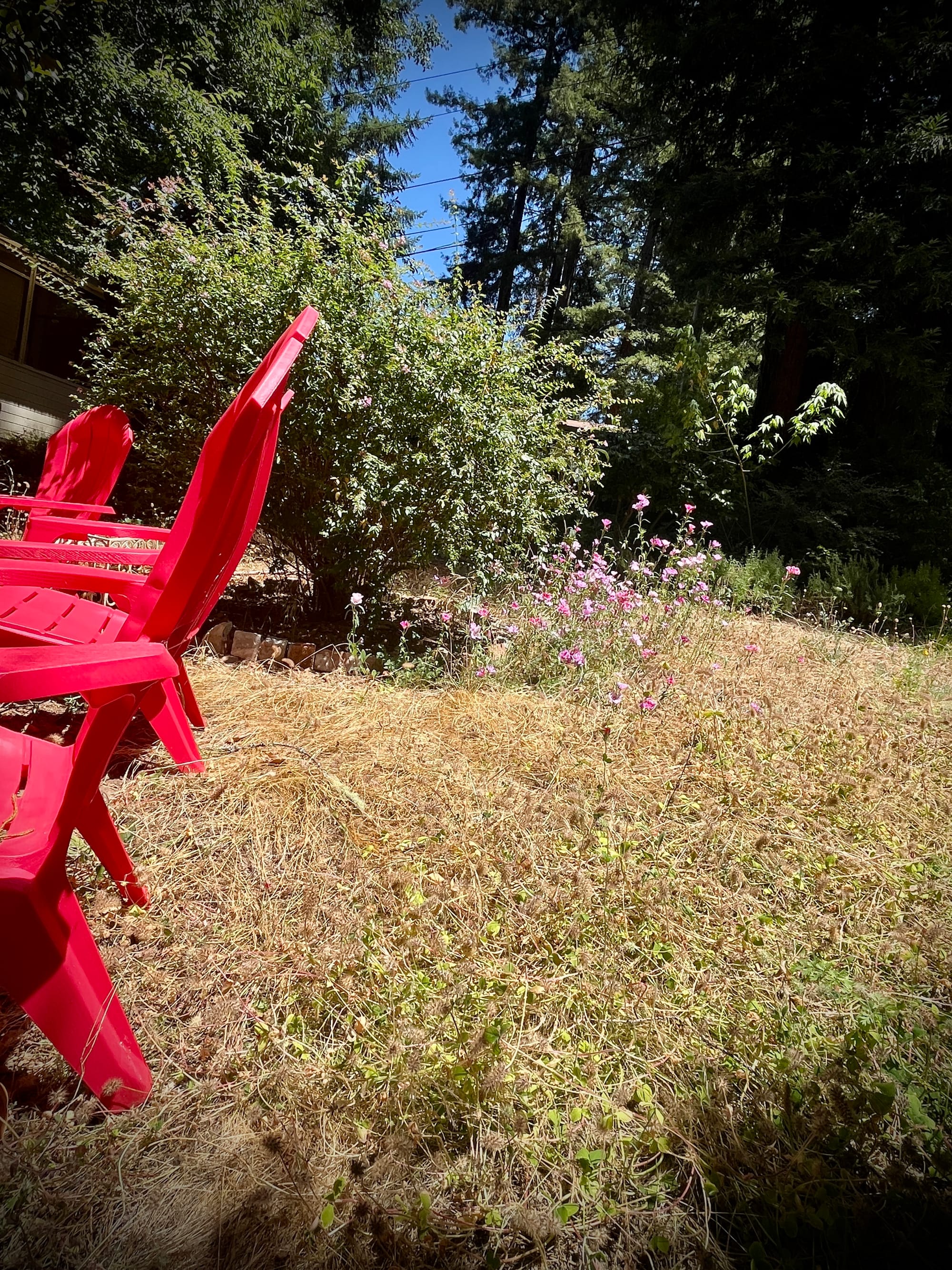Three red lawn chairs set against russet colored grass with pinkish purle flowers and a shrub in the background