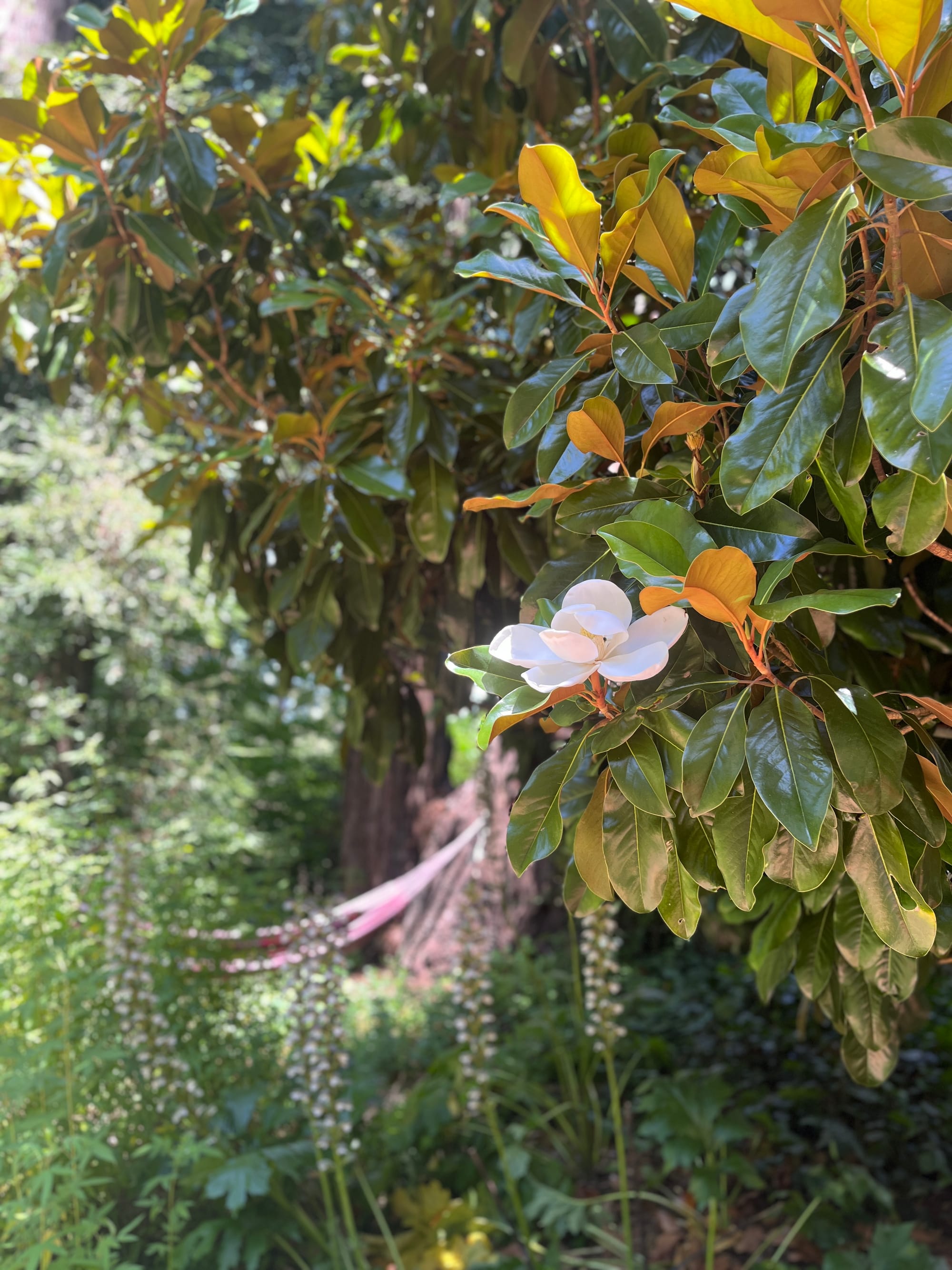 one large white magnolia bloom in the center of the frame, surrounded by draped glossy deep green magnolia leaves and a lighter green background