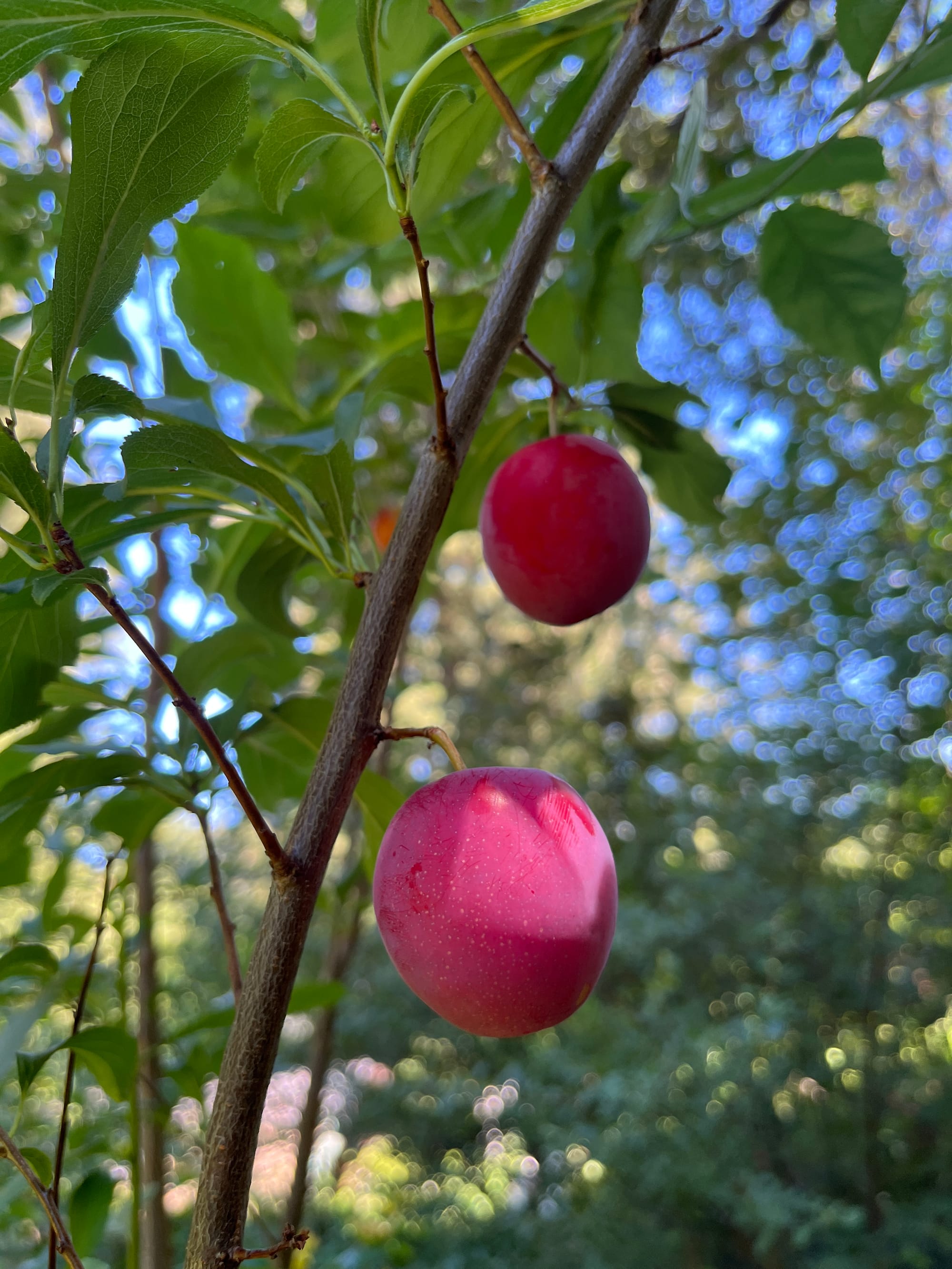 Deep red plums hang haked on a tree with rust colored bark exposed.