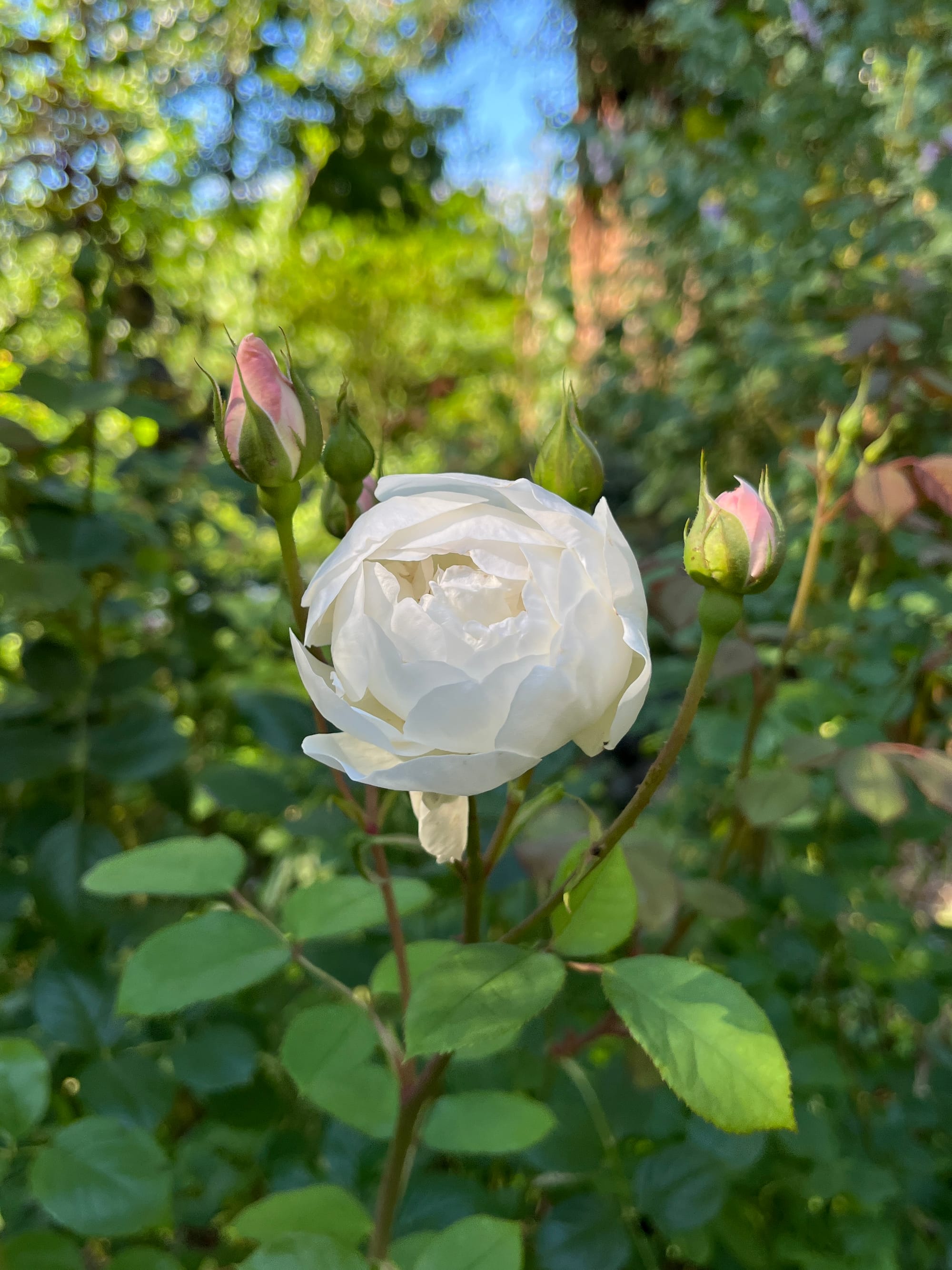 Large white bloom in the center with one pink bud on either side, all framed by celery green leaves