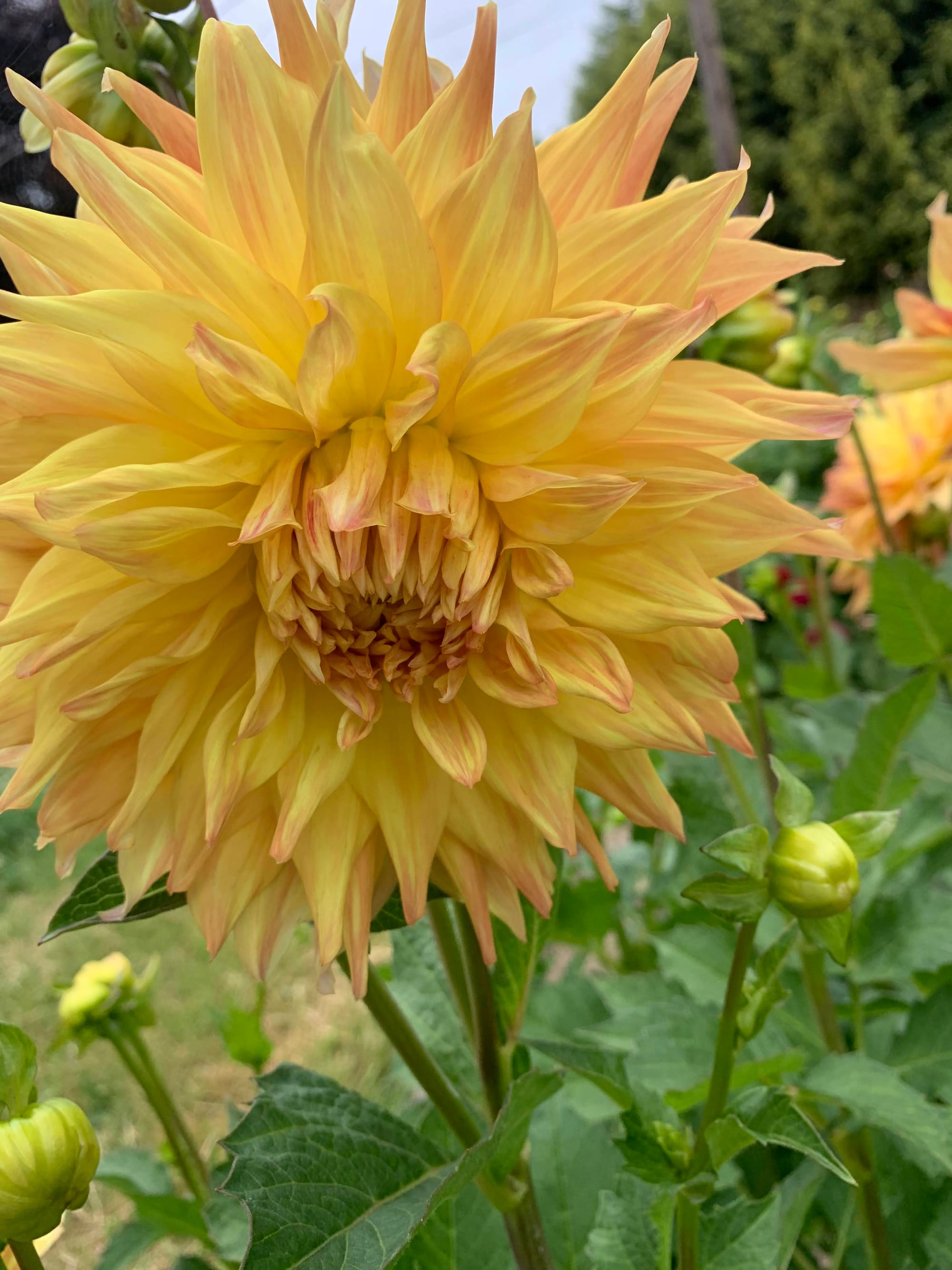 Image of a large yellow dahlia framed by green stems and leaves