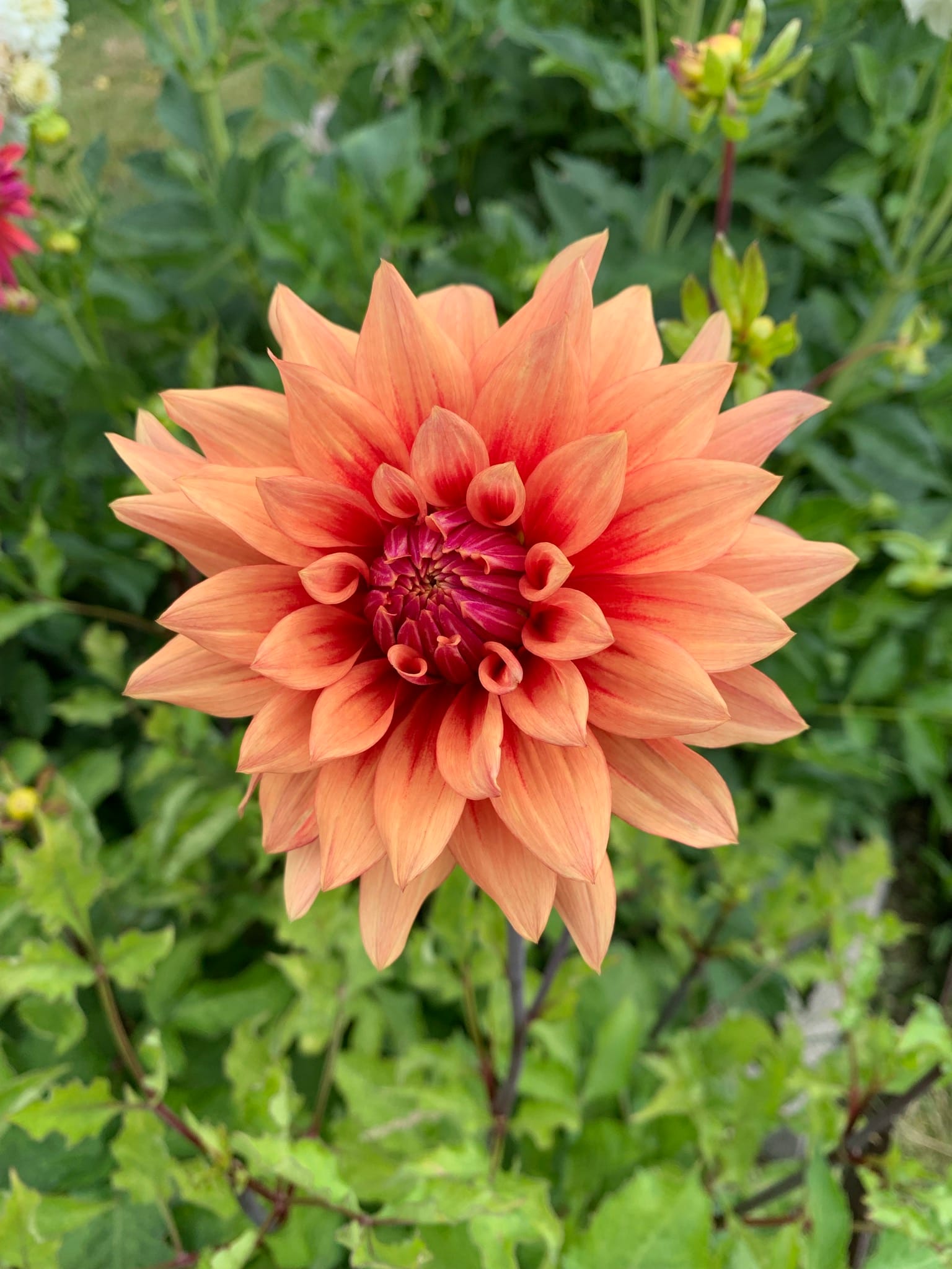 An orange flower with pointy petals in the center of the screen and green leafy background