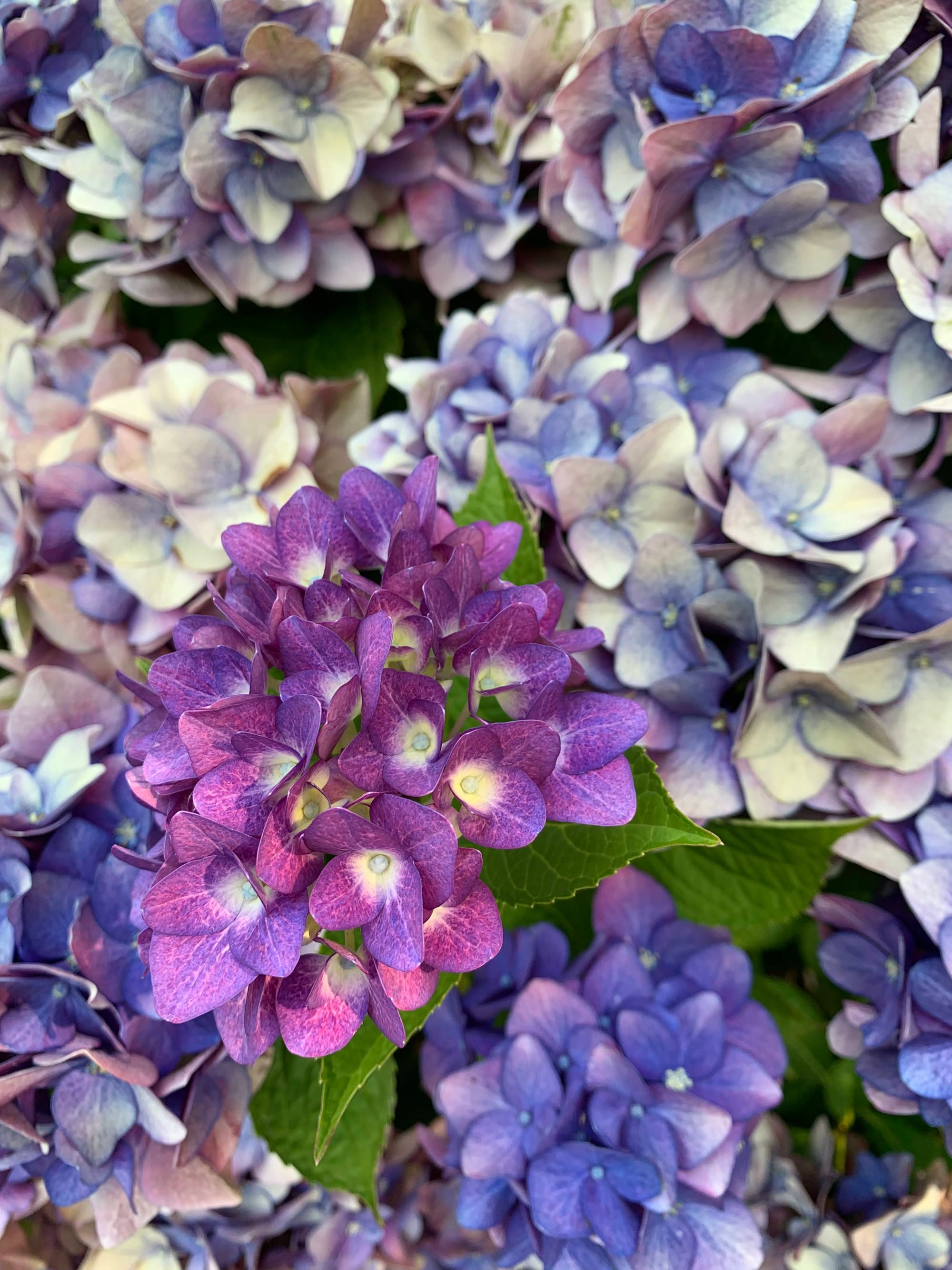 Purple blooms with green flowers, set against blue and blue-white blooms.