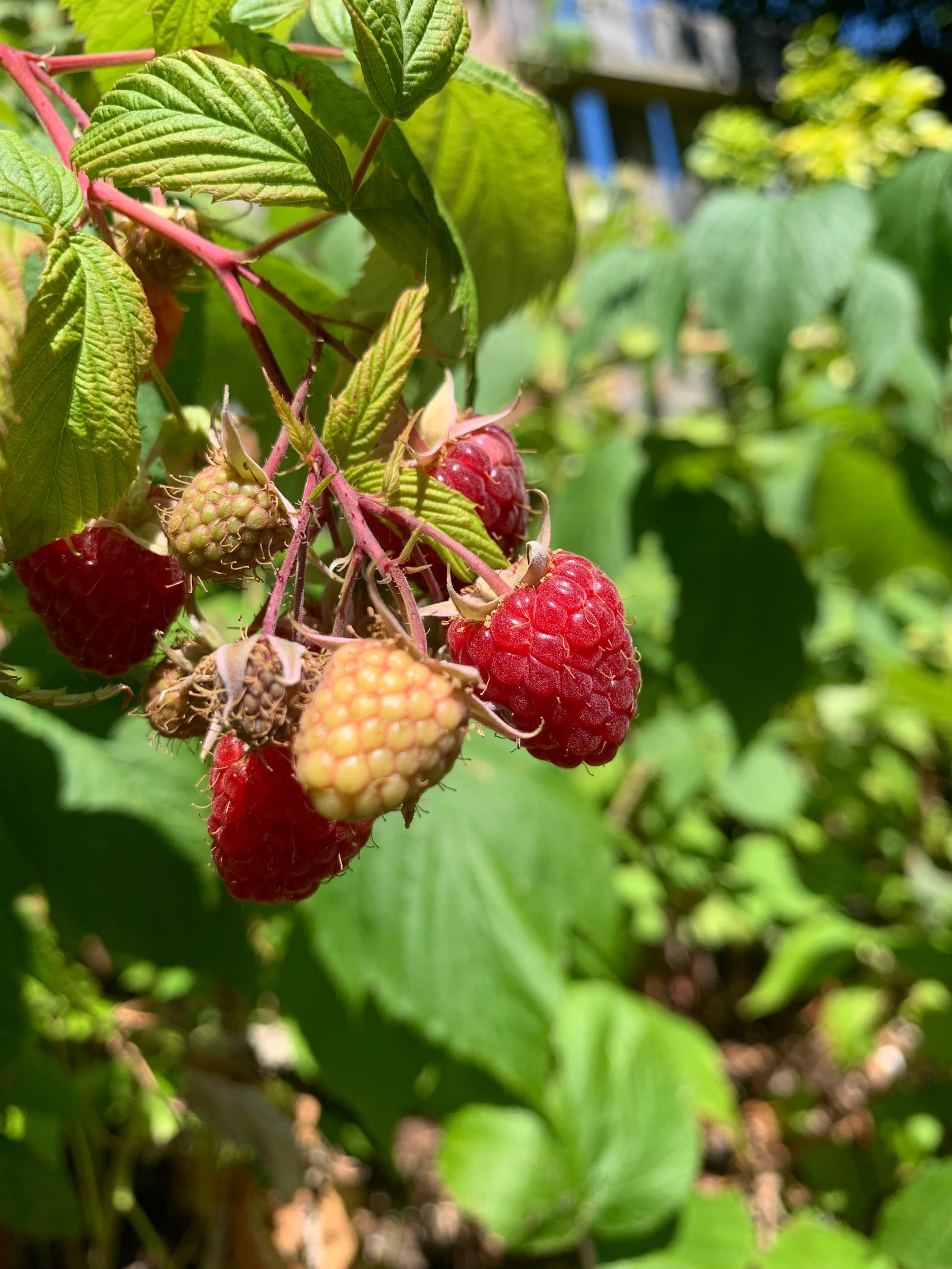 A bunch of 8 raspberries in various shades of ripeness hang from a pink vine against a background of green leaves.