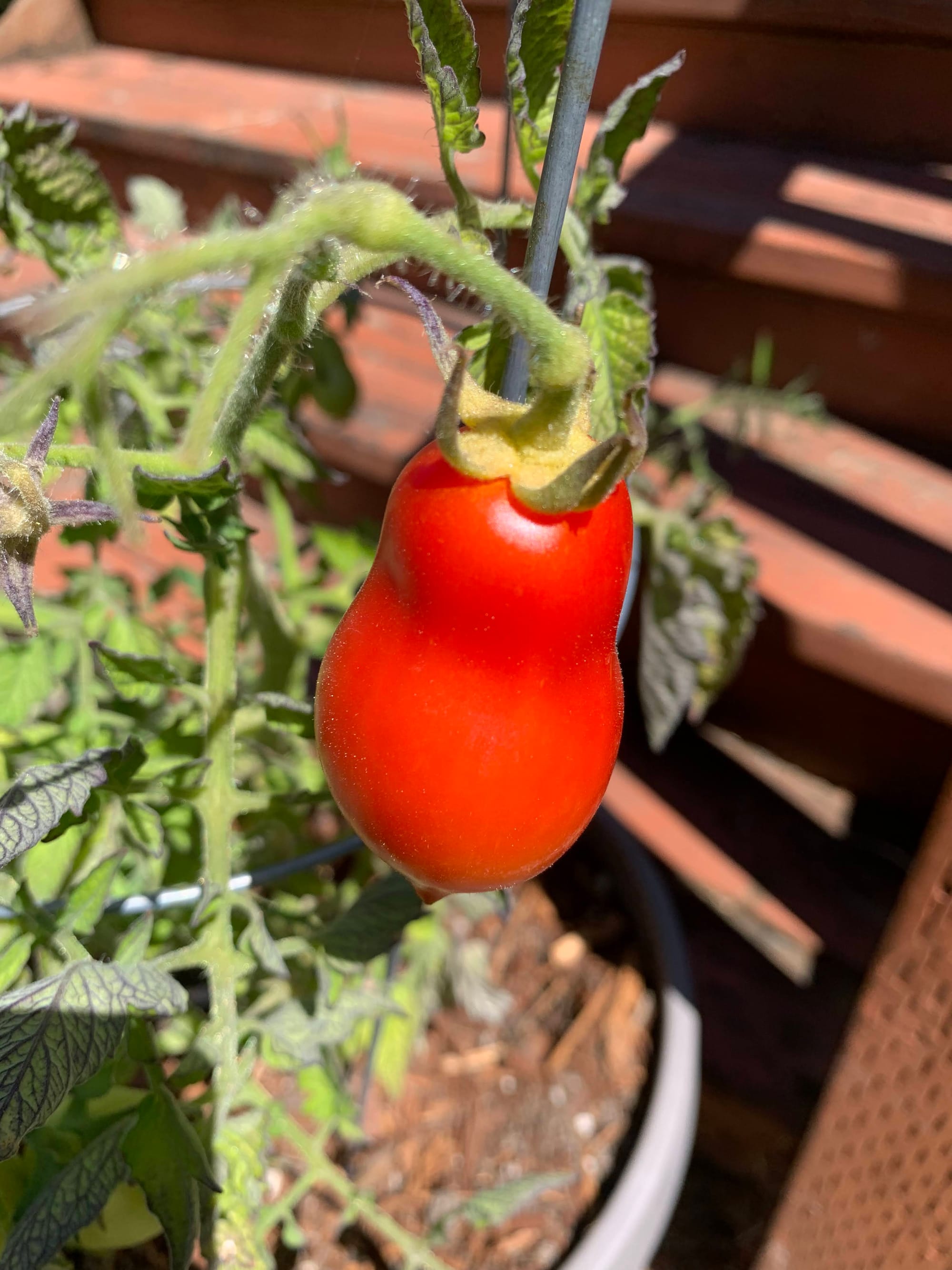 A bright red oblong tomato hangs from a green plant.