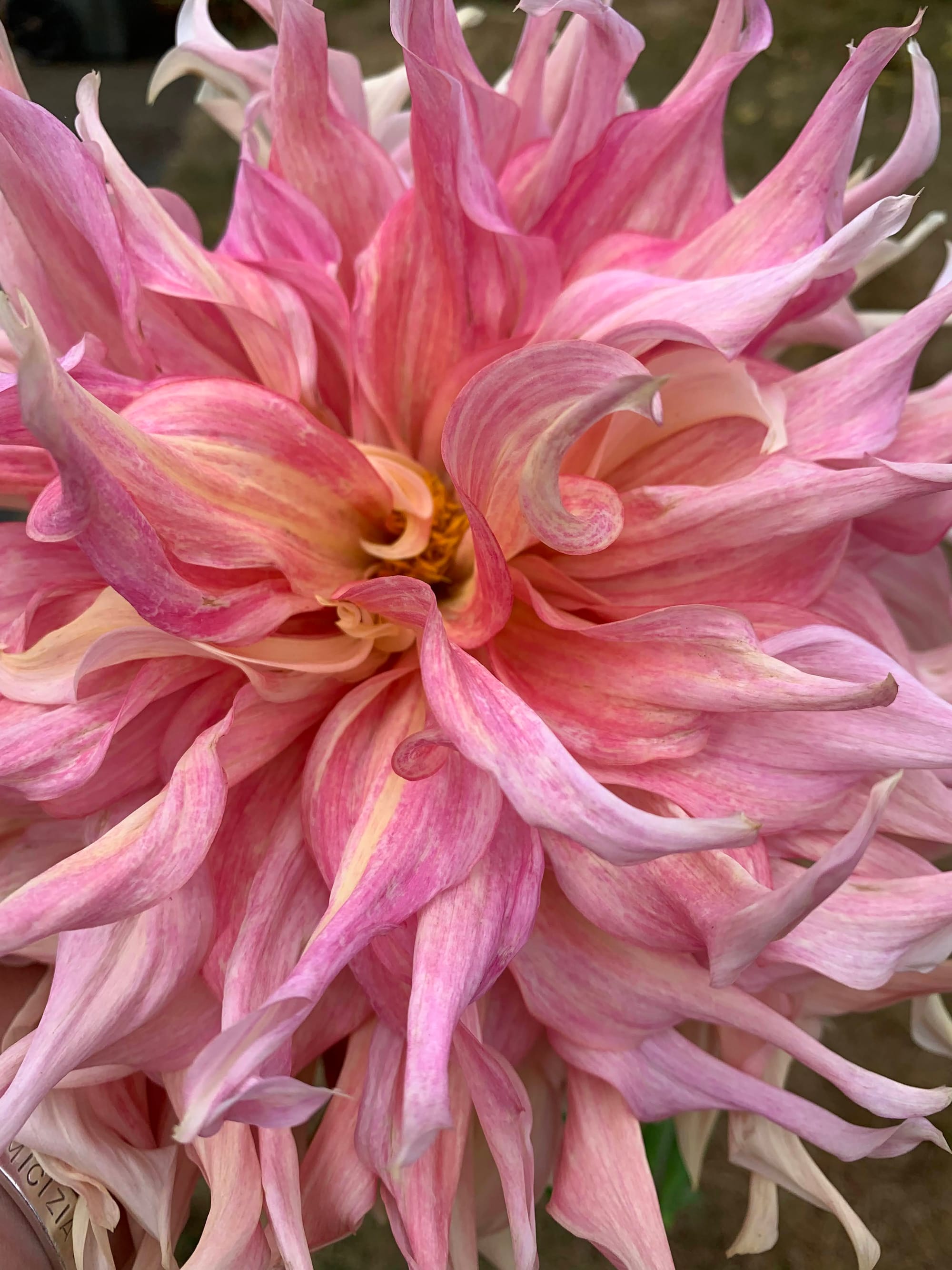 close-up image of a large flower with twirly pink petals.