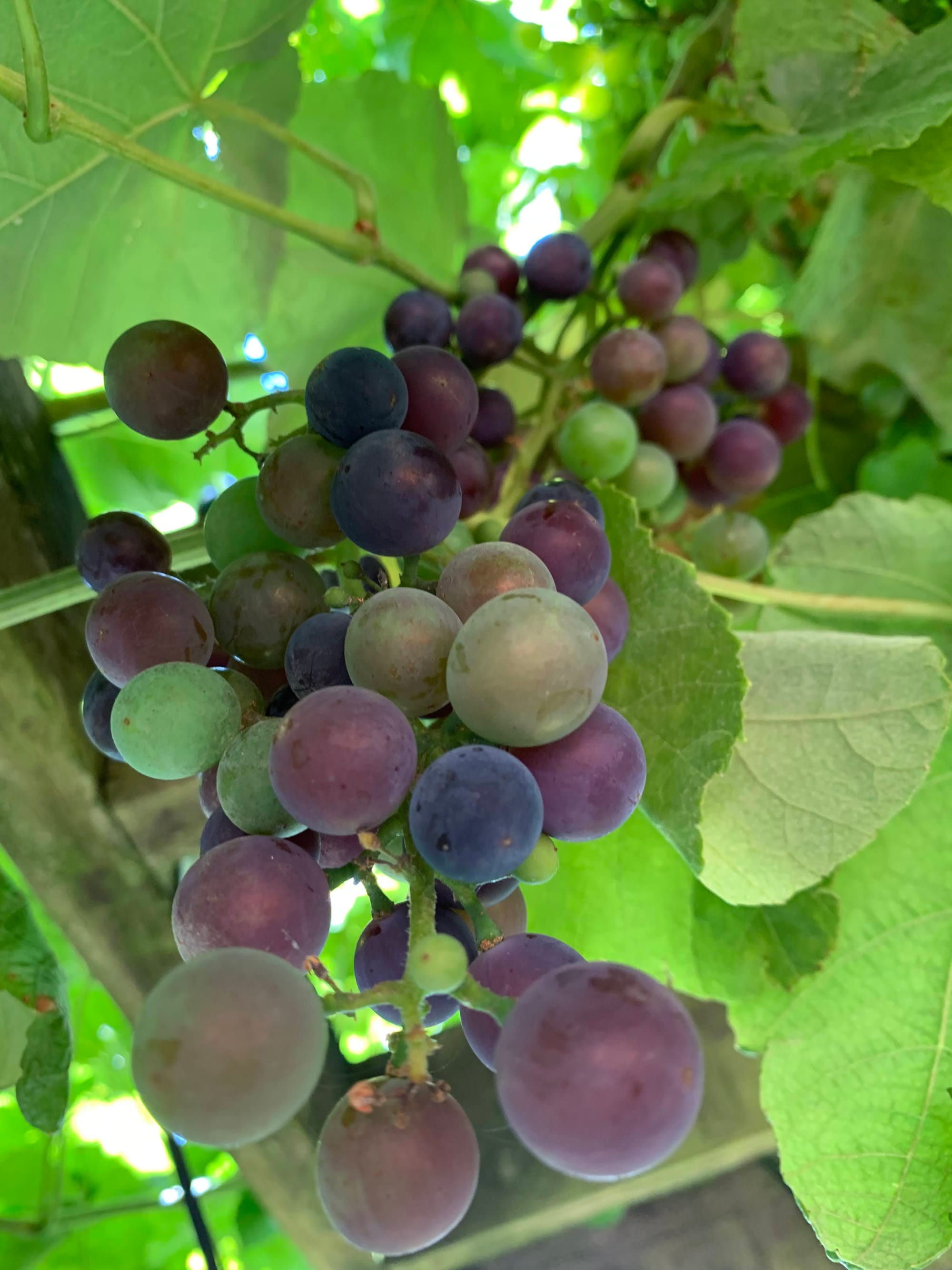 a bunch of grapes hangs from a vine, ranging in color from dark blue to light purple and green.
