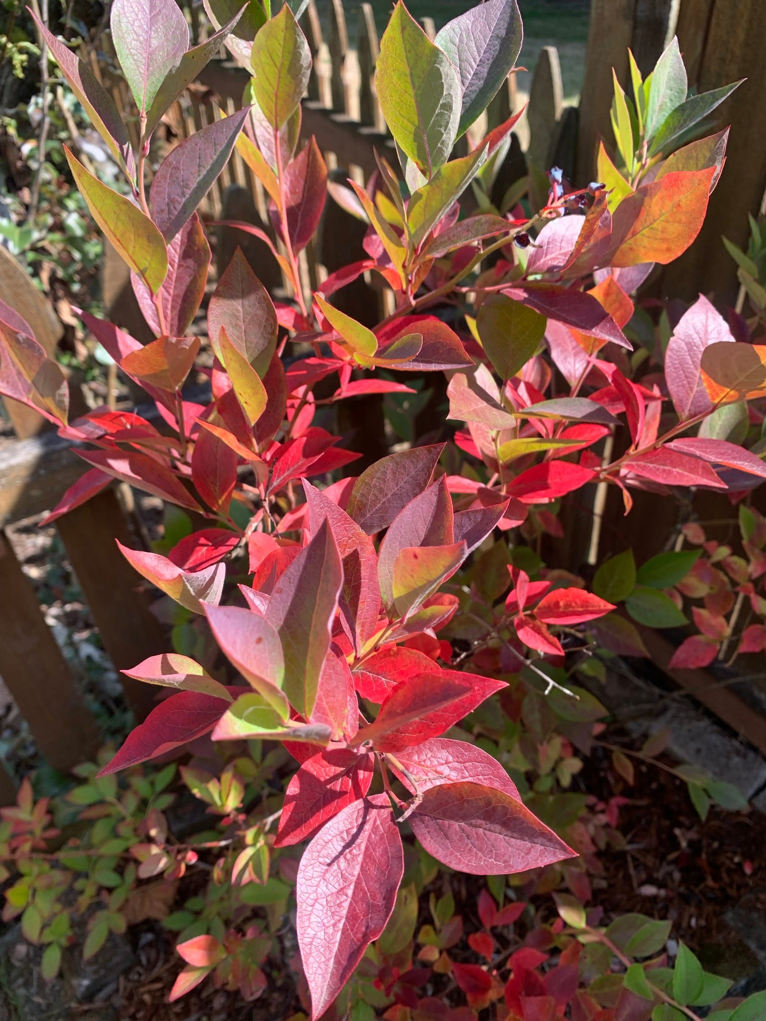 A leafy bush with many green leaves and in the foreground leaves turning a bright red.