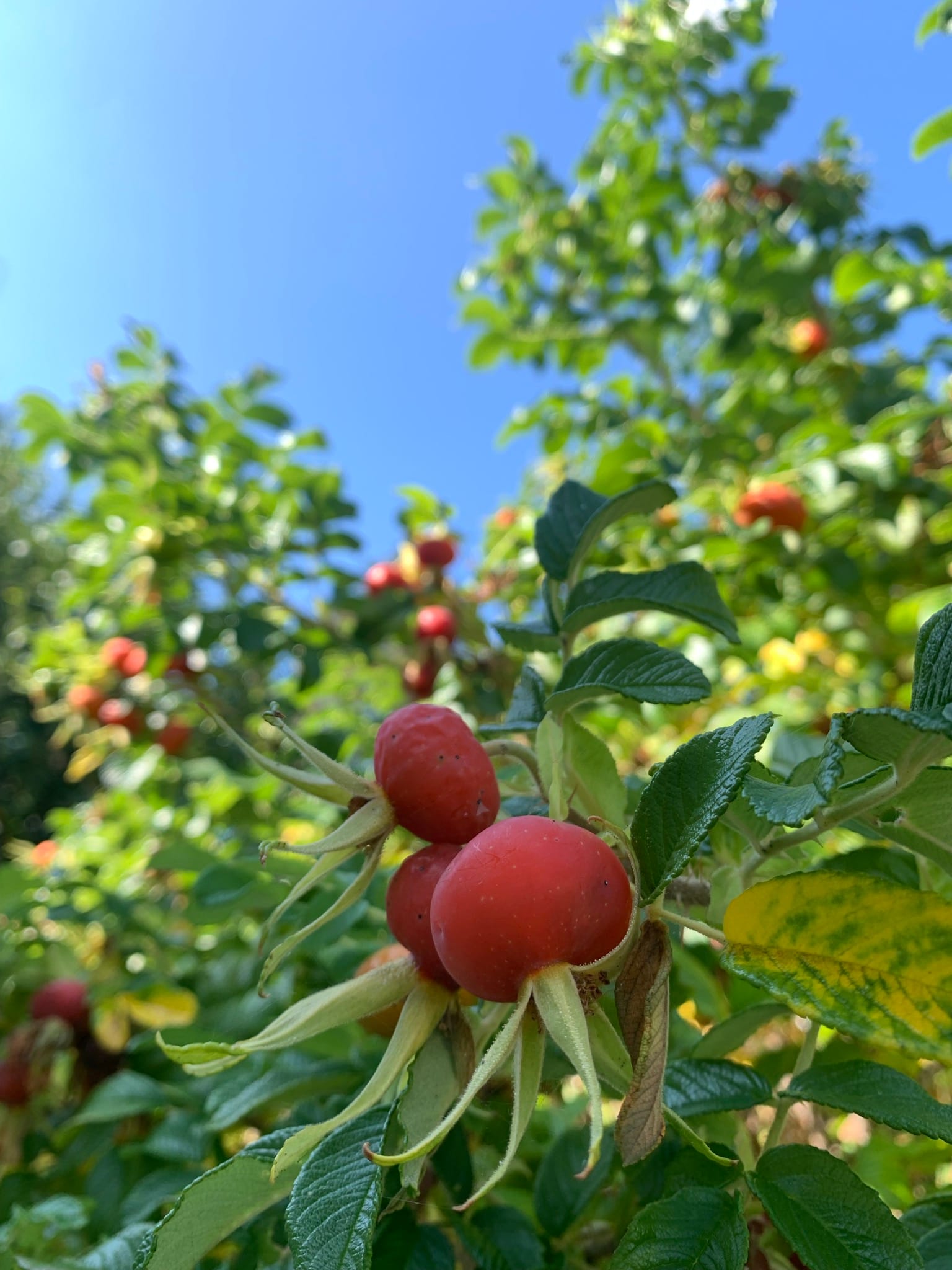 Red bulbs with green stems pepper green leaves against a bright blue sky.