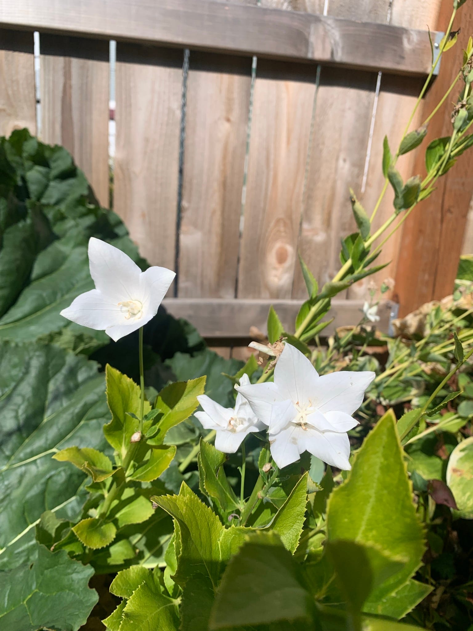 Three white, five point flowers pop up over bright green leaves.