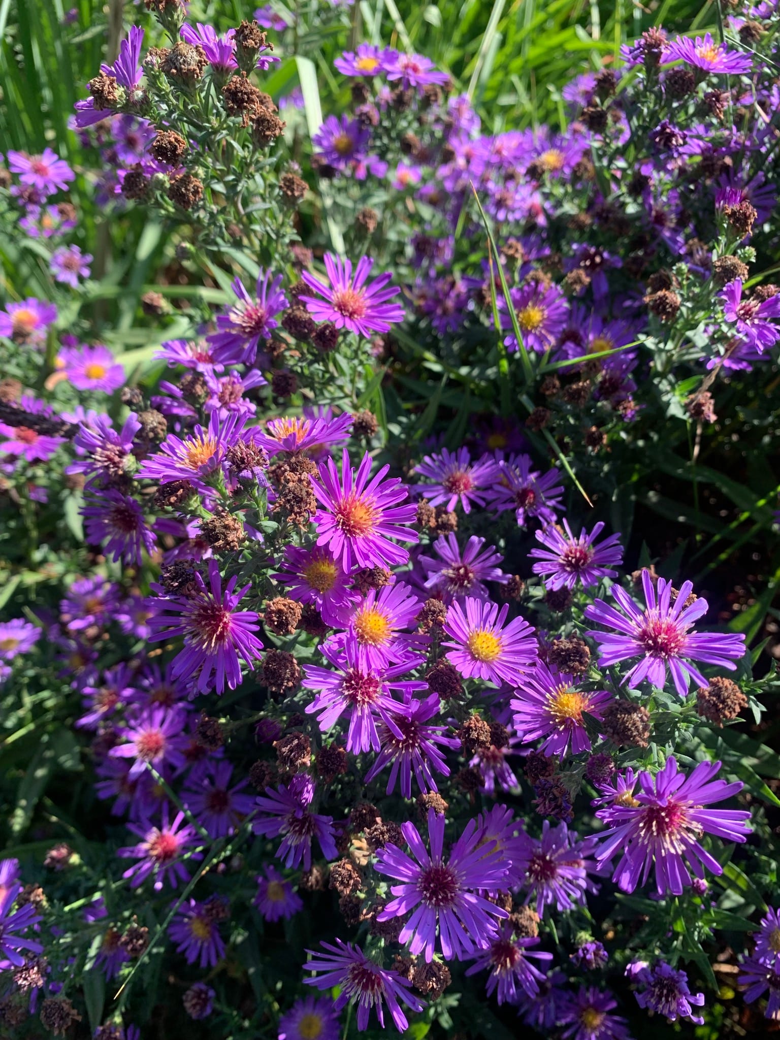 Bright purple flowers with tiny petals like small daisies around a stark yellow middle grow in a bush form.