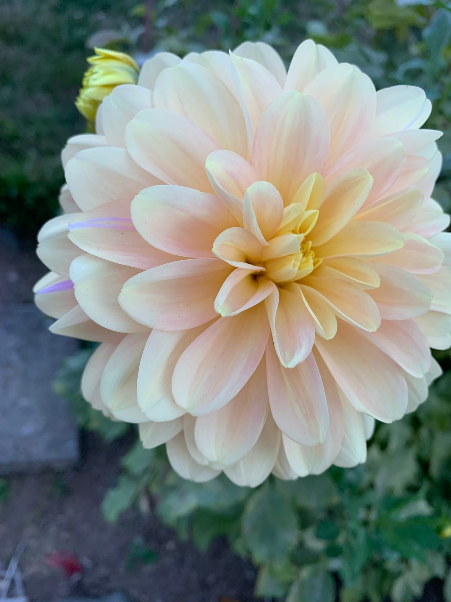 Close-up of a pale yellow dahlia.
