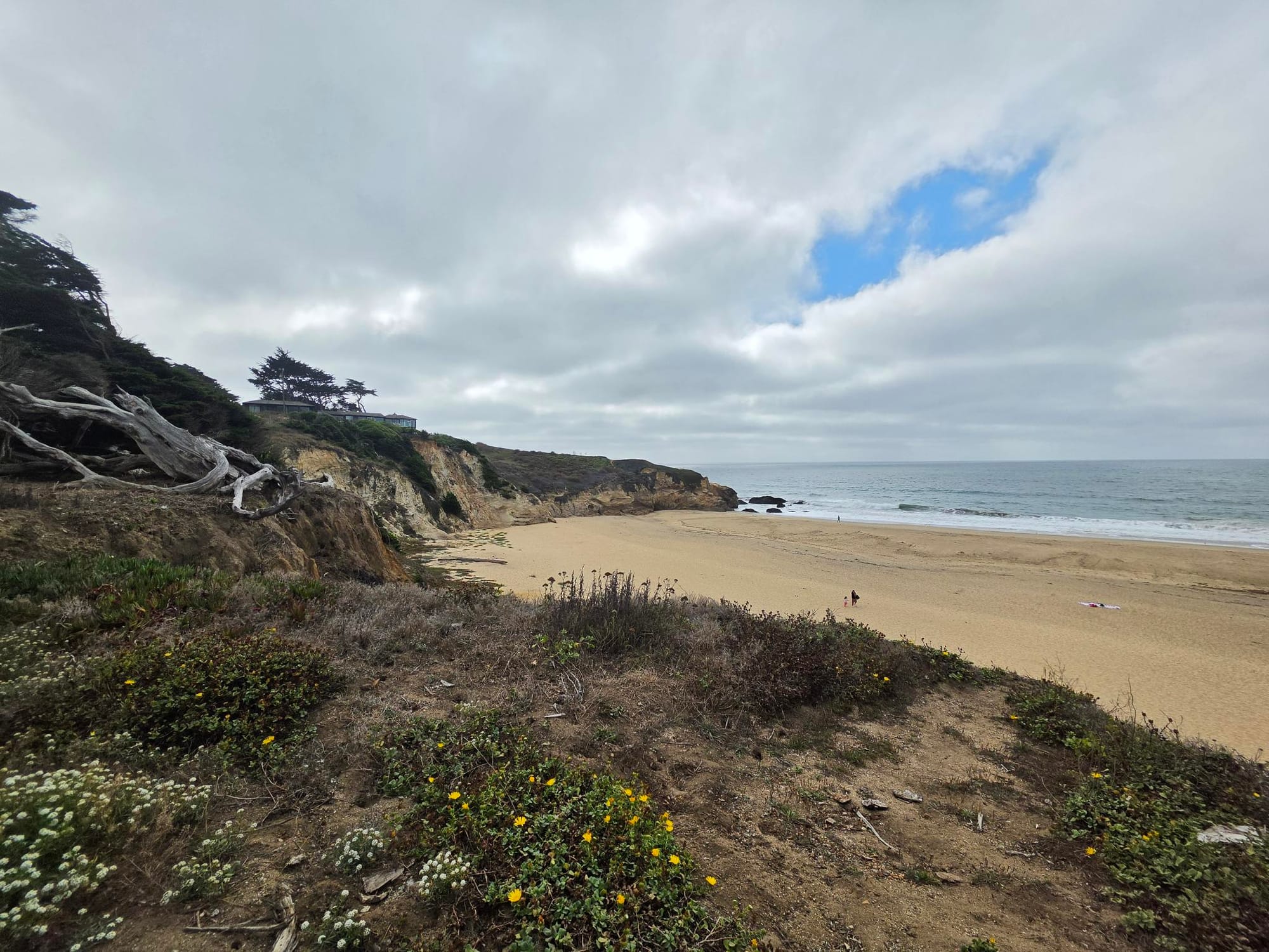 A sandy beach with ocean in the background. In the foreground some yellow and white flowering plants and trees over a cliffside.