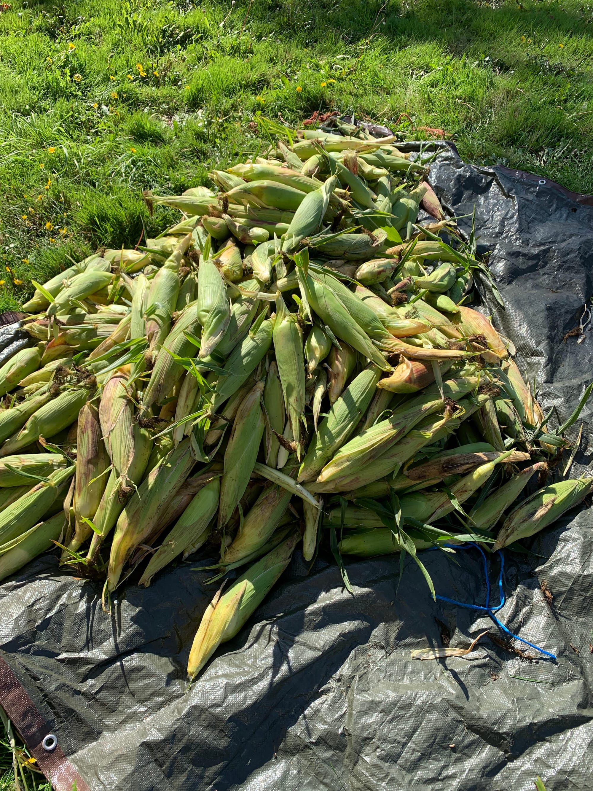 a pile of 365 ears of freshly picked corn on top of a brownish green tarp laying on grass.
